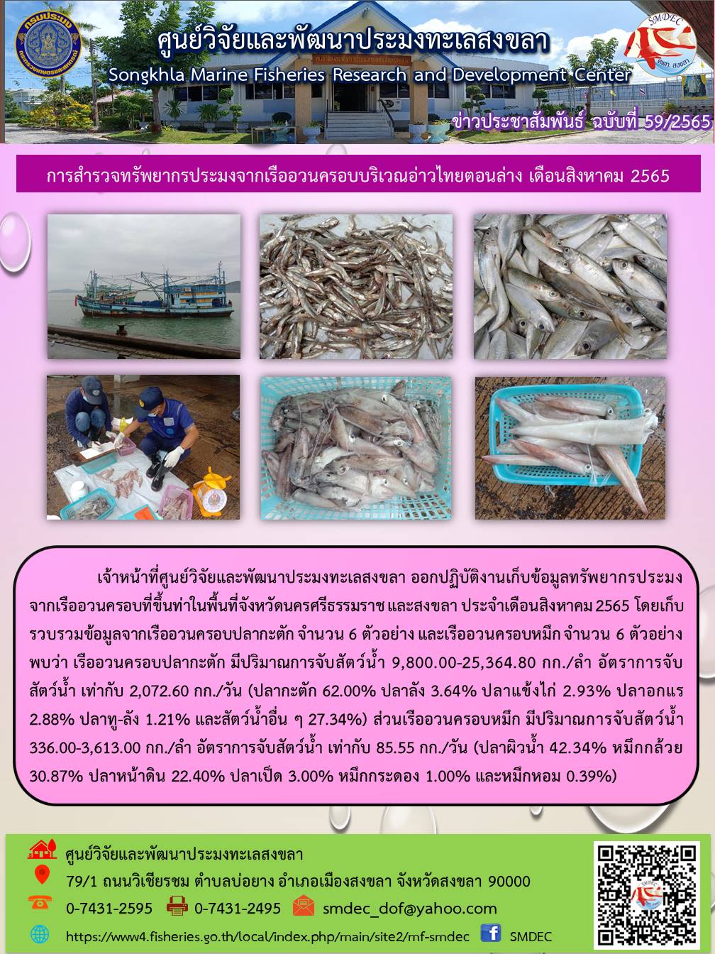 เจ้าหหน้าที่ศูนย์วิจัยและพัฒนาประมงทะเลสงขลา ออกปฏิบัติงานเก็บข้อมูลทรัพยากรประมงจากเรืออวนครอบที่ขึ้นท่าในพื้นที่จังหวัดจังหวัดนครศรีธรรมราช และสงขลา ประจำเดือนสิงหาคม 2565 โดยเก็บรวบรวมข้อมูลจากเรืออวนครอบปลากะตัก จำนวน 6 ตัวอย่าง และเรืออวนครอบหมึก จำนวน 6 ตัวอย่าง พบว่า เรืออวนครอบปลากะตัก มีปริมาณการจับสัตว์น้ำ 9,800.00-25,364.80 กก./ลำ อัตราการจับสัตว์น้ำ เท่ากับ 2,072.60 กก./วัน (ปลากะตัก 62.00% ปลาลัง 3.64% ปลาแข้งไก่ 2.93% ปลาอกแร 2.88% ปลาทู-ลัง 1.21% และสัตว์น้ำอื่นๆ 27.34%) ส่วนเรืออวนครอบหมึก มีปริมาณการจับสัตว์น้ำ 336.00-3,613.00 กก./ลำ อัตราหารจับสัตว์น้ำ เท่ากับ 85.55 กก./วัน (ปลาผิวน้ำ 42.34% หมึกกล้วย 30.87% ปลาหน้าดิน 22.40% ปลาเป็ด 3.00% หมึกกระดอง 1.00% และหมึกหอม 0.39% )..คลิก