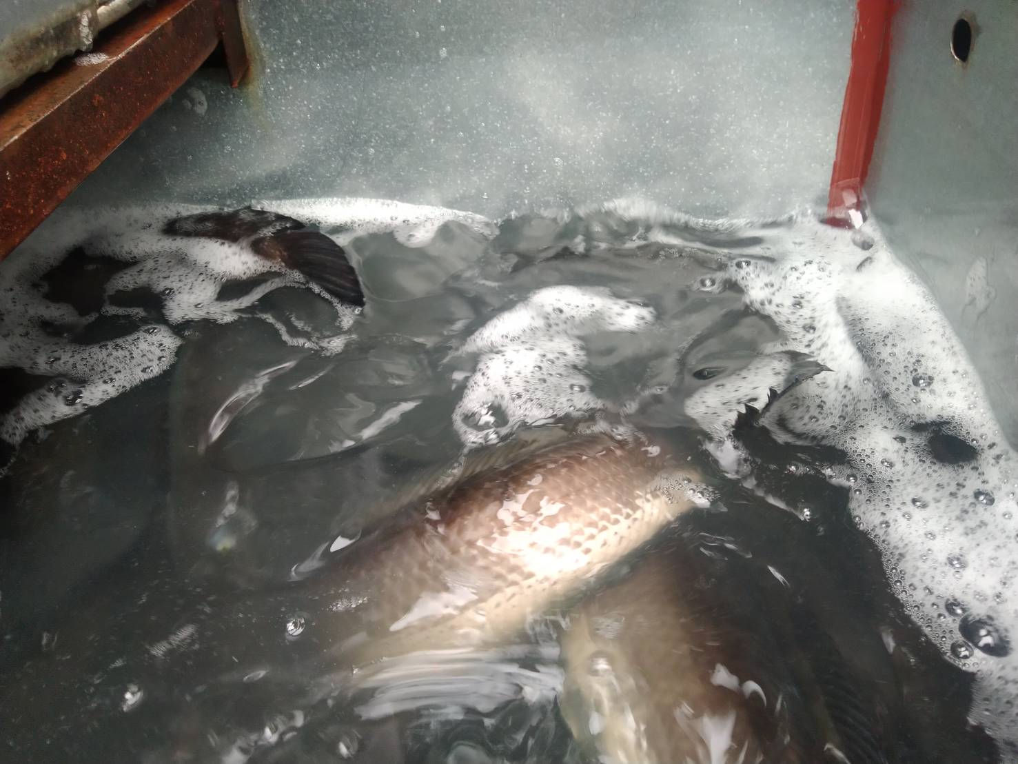 ผลการปฏิบัติงานด่านตรวจประมงสุรินทร์ วันที่ 27 กันยายน พ.ศ.2565 ณ จุดผ่านแดนถาวรช่องจอม..คลิก