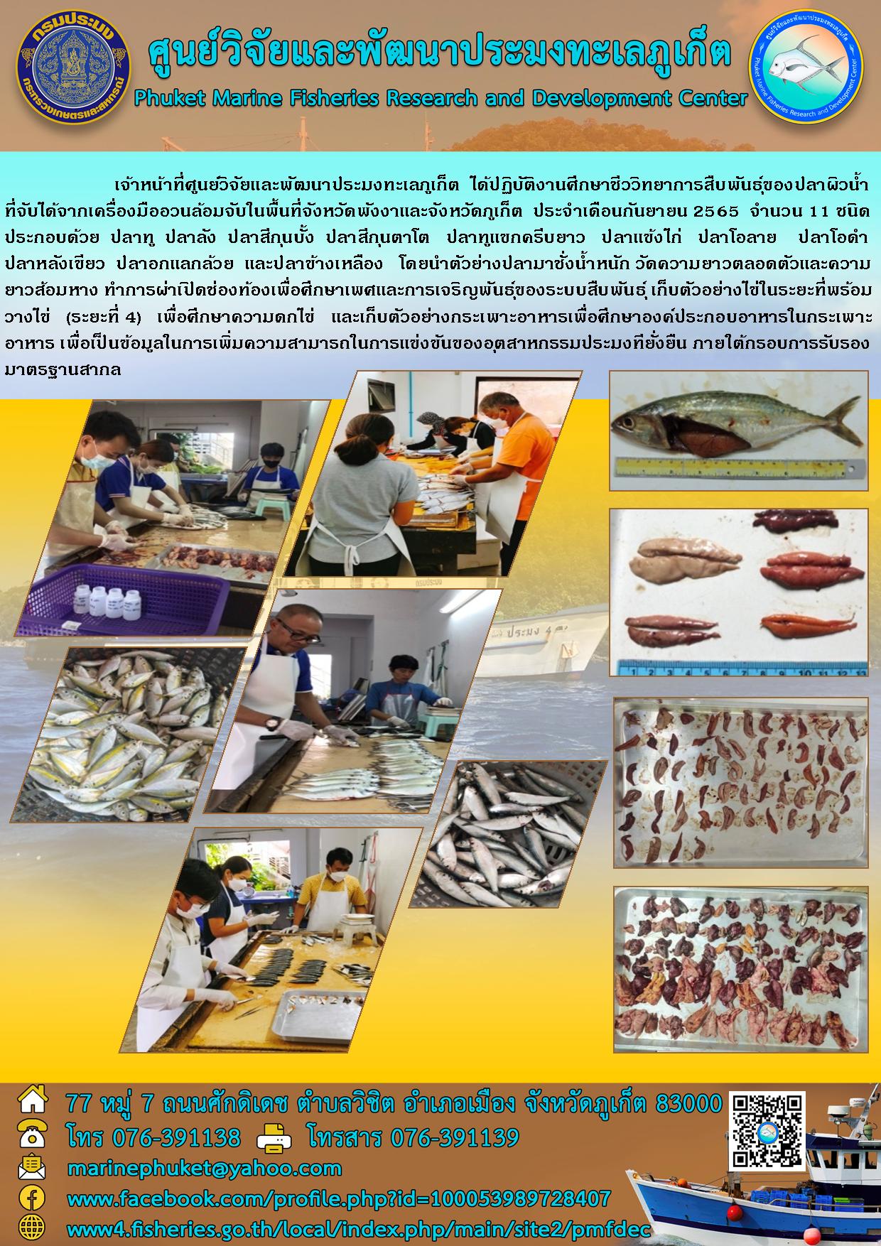 เจ้าหน้าที่ศูนย์วิจัยและพัฒนาประมงทะเลภูเก็ต ได้ปฏิบัติงานศึกษาชีววิทยาการสืบพันธุ์ของปลาผิวน้ำ ที่จับได้จากเครื่องมืออวนล้อมจับในพื้นที่จังหวัดพังงาและจังหวัดภูเก็ต ประจำเดือนกันยายน 2565..คลิก