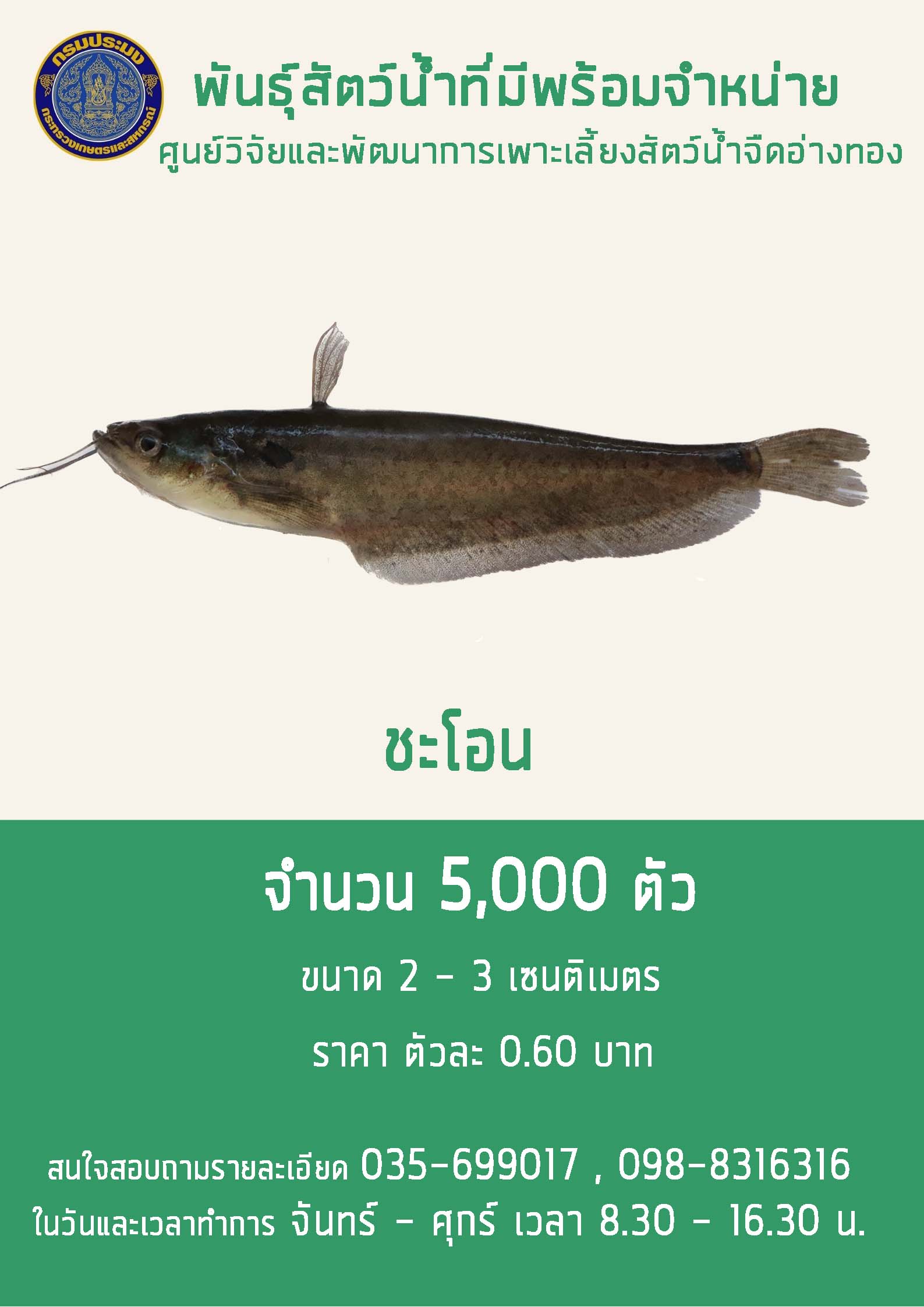 ลูกพันธุ์ปลาชะโอนพร้อมจำหน่าย..คลิก
