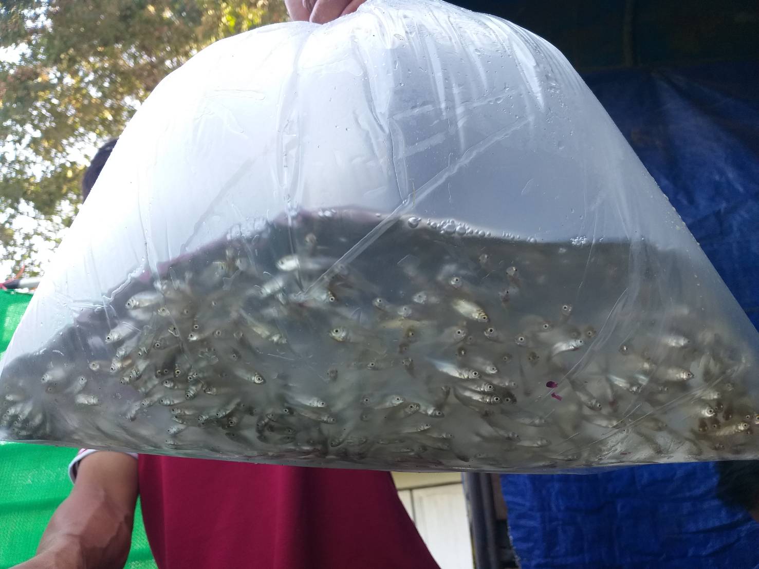 ตรวจสอบลูกพันธุ์สัตว์น้ำ ส่งออกไปยัง สปป.ลาว..คลิก