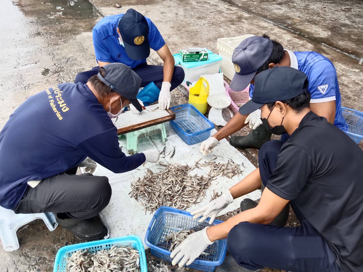 เจ้าหน้าที่ศูนย์วิจัยและพัฒนาประมงทะเลสงขลา ออกปฏิบัติงานเก็บข้อมูลทรัพยากรประมงจากเรืออวนครอบที่ขึ้นท่าในพื้นที่จังหวัดนครศรีธรรมราช สงขลา และปัตตานี ประจำเดือนกันยายน 2565..คลิก