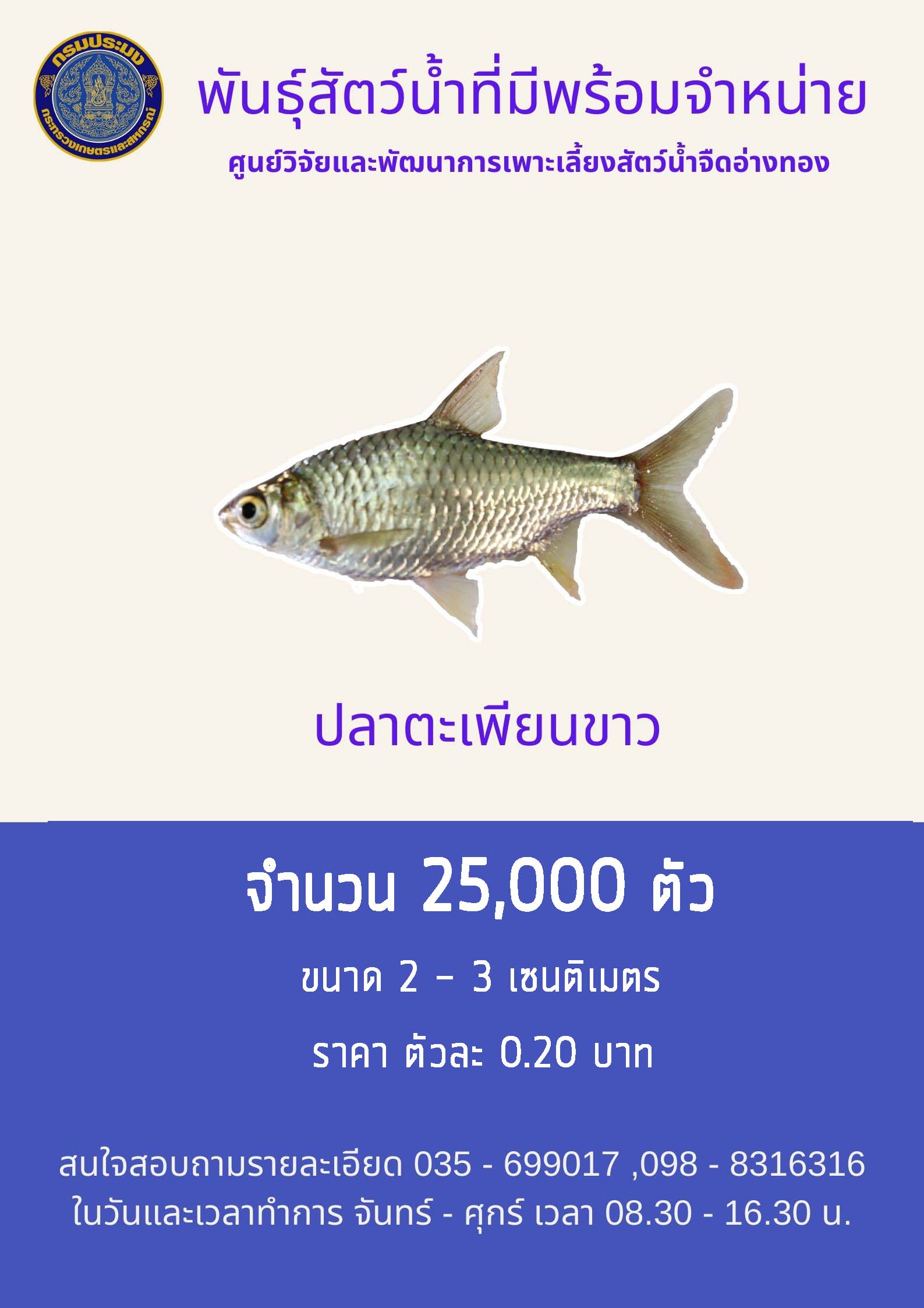 พันธุ์สัตว์น้ำพร้อมจำหน่าย ปลาตะเพียนขาว..คลิก