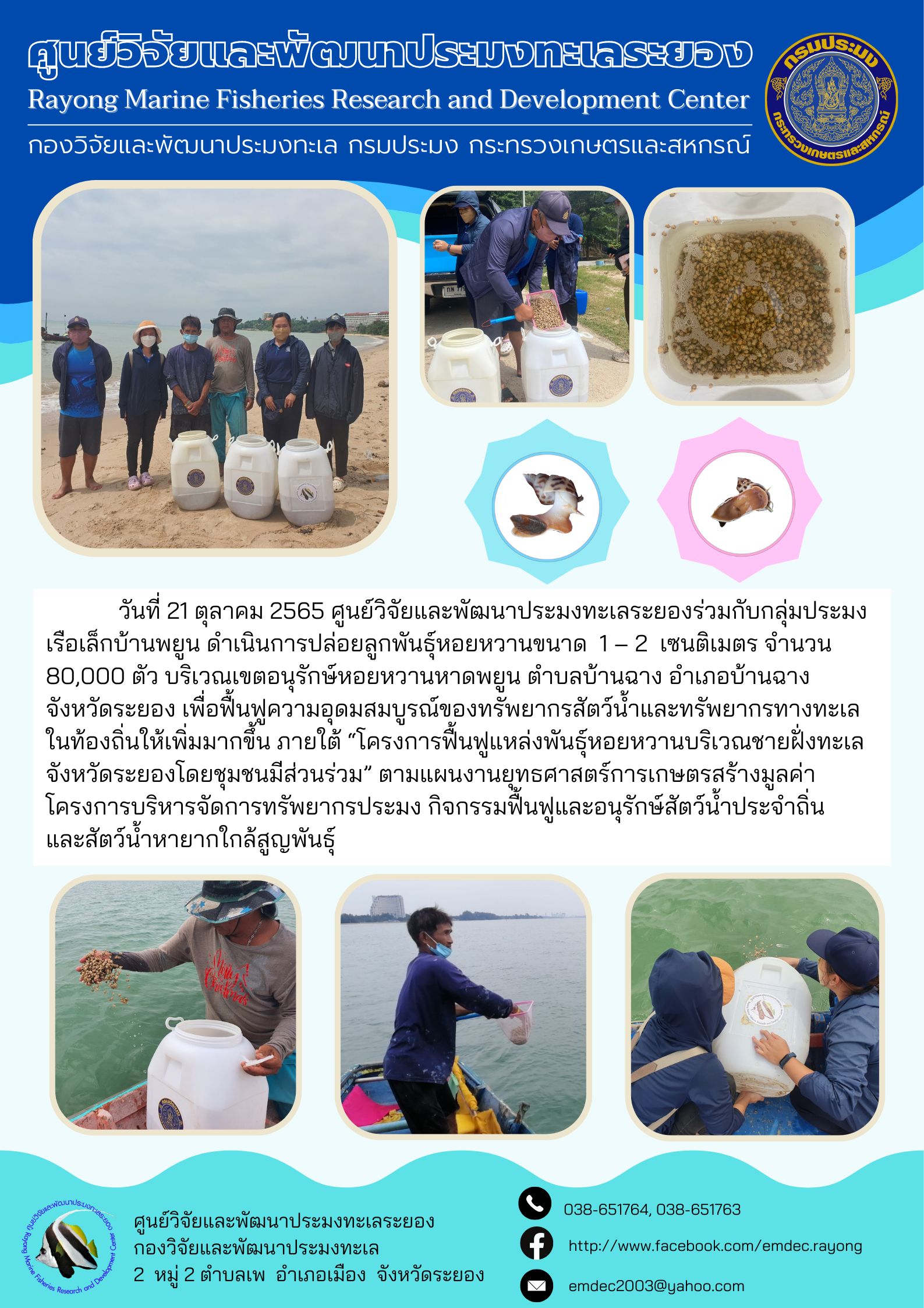 วันที่ 21 ตุลาคม 2565 ศูนย์วิจัยและพัฒนาประมงทะเลระยองร่วมกับกลุ่มประมงเรือเล็กบ้านพะยูน ดำเนินการปล่อยลูกพันธุ์หอยหวานขนาด 1 – 2 เซนติเมตร จำนวน 80,000 ตัว บริเวณเขตอนุรักษ์หอยหวานหาดพะยูน ตำบลบ้านฉาง จังหวัดระยอง เพื่อฟื้นฟูความอุดมสมบูรณ์ของทรัพยากรสัตว์น้ำและทรัพยากรทางทะเลในท้องถิ่นให้เพิ่มมากขึ้นภายใต้ “โครงการฟื้นฟูแหล่งพันธ์หอยหวานบริเวณชายฝั่งทะเลจังหวัดระยองโดยชุมชนมีส่วนร่วม” ตามแผนงานยุทธศาสตร์การเกษตรสร้างมูลค่า โดยโครงการบริหารจัดการทรัพยากรประมง กิจกรรมฟื้นฟูและอนุรักษ์สัตว์น้ำประจำถิ่นและสัตว์น้ำหายากใกล้สูญพันธุ์..คลิก