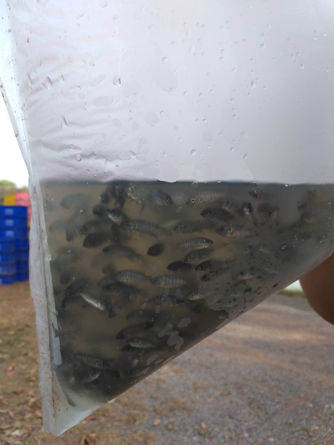 ตรวจสอบลูกพันธุ์สัตว์น้ำ ส่งออกไปยัง สปป.ลาว..คลิก