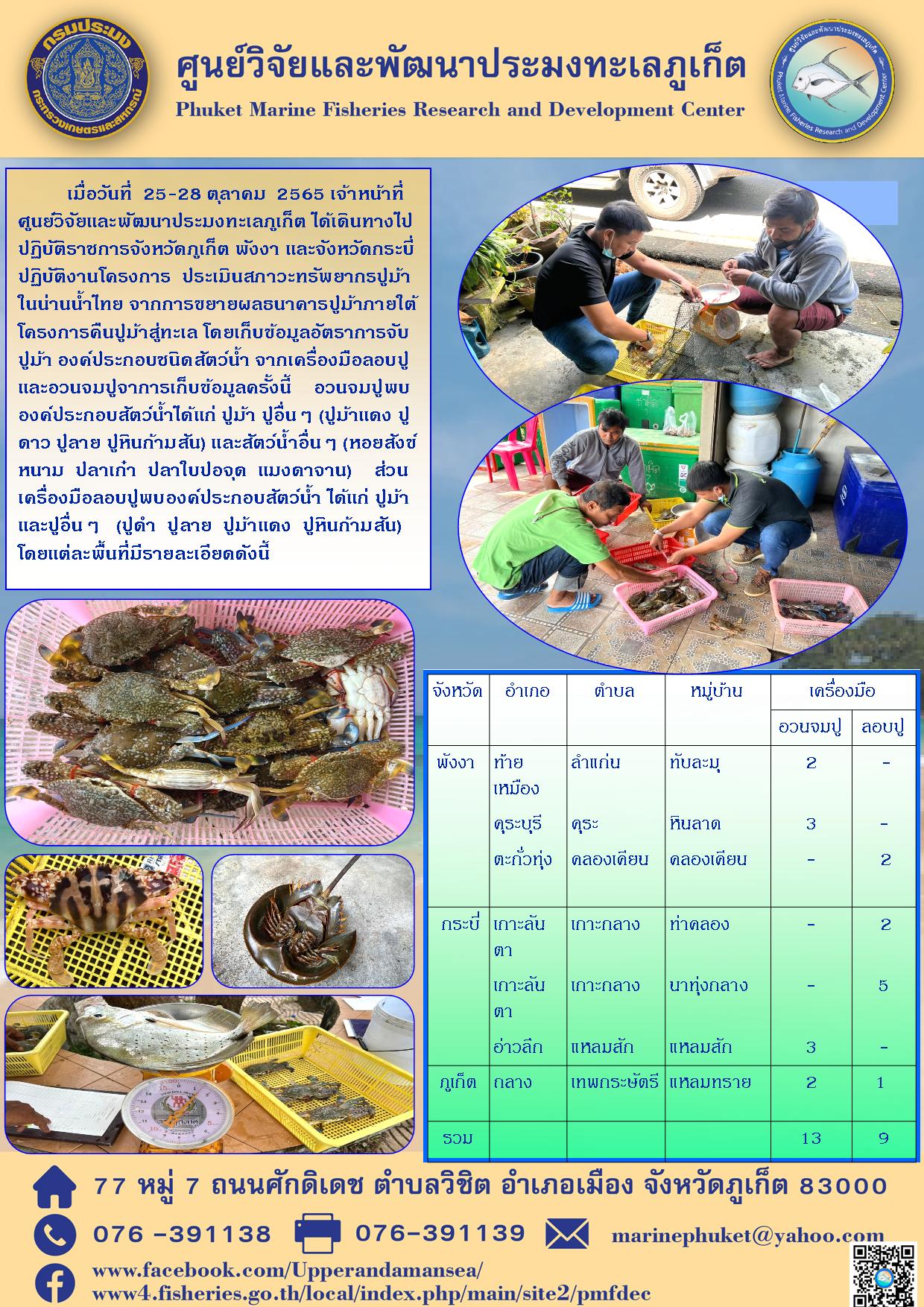 เมื่อวันที่ 25 – ตุลาคม 2565 เจ้าหน้าที่ ศูนย์วิจัยและพัฒนาประมงทะเลภูเก็ต ได้เดินทางไหปฏิบัติราชการจังหวัดภูเก็ต พังงา และจังหวัดกระบี่ ปฏิบัติงานโครงการ ประเมินสภาวะทรัพยากรปูม้าในน่านน้ำไทย จากการขยายผลธนาคารปูม้าภายใต้โครงการคือปูม้าสู่ทะเล โดยเก็บข้อมูลอัตราการจับปูม้า องค์ประกอบชนิดสัตว์น้ำ จากเครื่องมือลอบปูและอวนจมปูจาการเก็บข้อมูลครั้งนี้ อวนจมปูพบองค์ประกอบสัตว์น้ำได้แก่ ปูม้า ปูอื่น ๆ (ปูม้าแดง ปูดาว ปูปลาย ปูหินก้ามสัน) และสัตว์น้ำอื่น ๆ (หอยสังข์หนาม ปลาเก๋า ปลาใบปอจุด แมงดาจาน) ส่วนเครื่องมือลอบปูพบองค์ประกอบสัตว์น้ำ ได้แก่ ปูม้าและปูอื่นๆ (ปูดำ ปูปลาย ปูม้าแดง ปูหินก้ามสัน) โดยแต่ละพื้นที่มีรายละเอียดดังนี้..คลิก