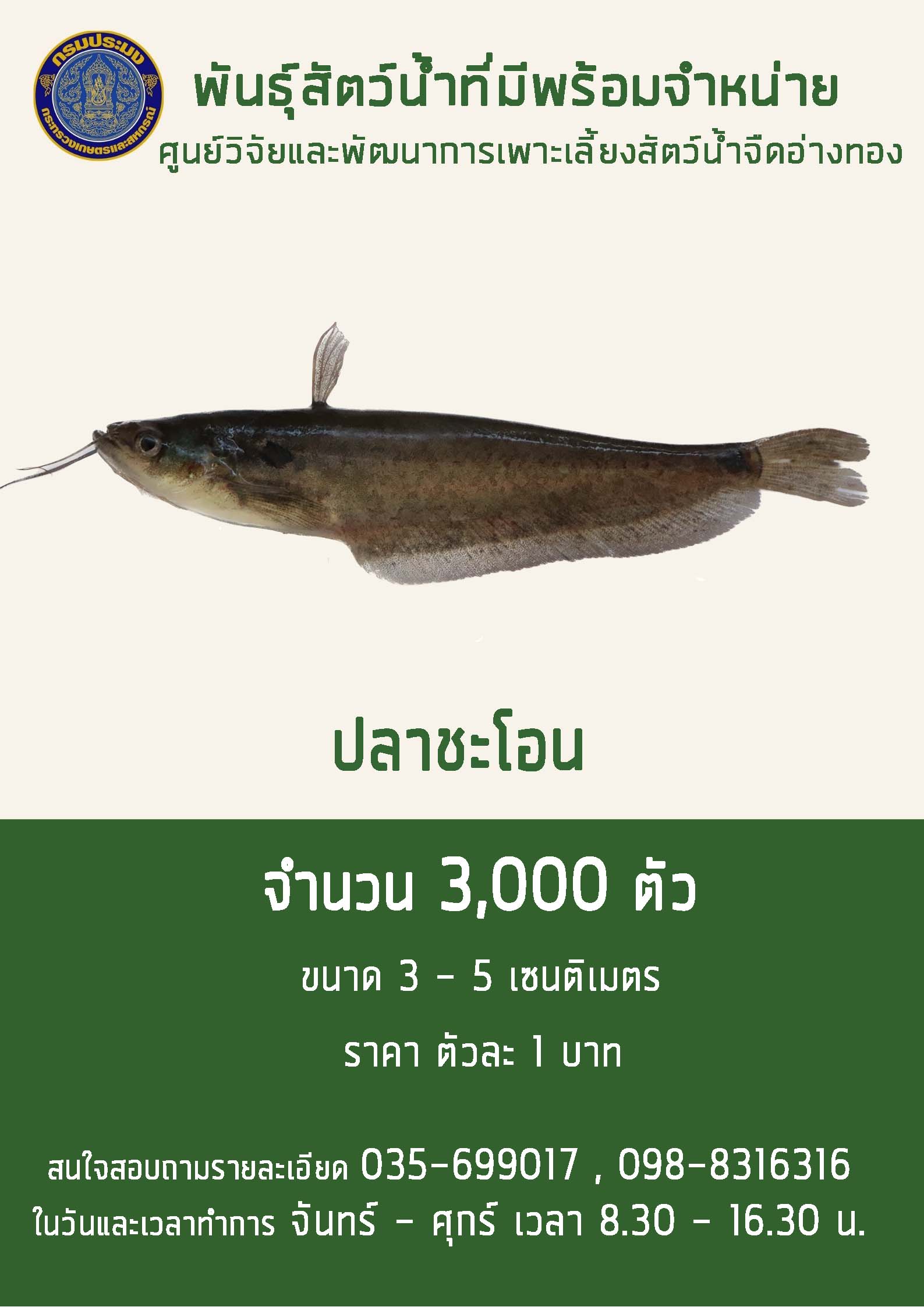 ลูกพันธุ์ ปลาชะโอน พร้อมจำหน่าย ปิดการจำหน่าย เนื่องจากมีการติดต่อขอซื้อครบตามจำนวนแล้ว..คลิก