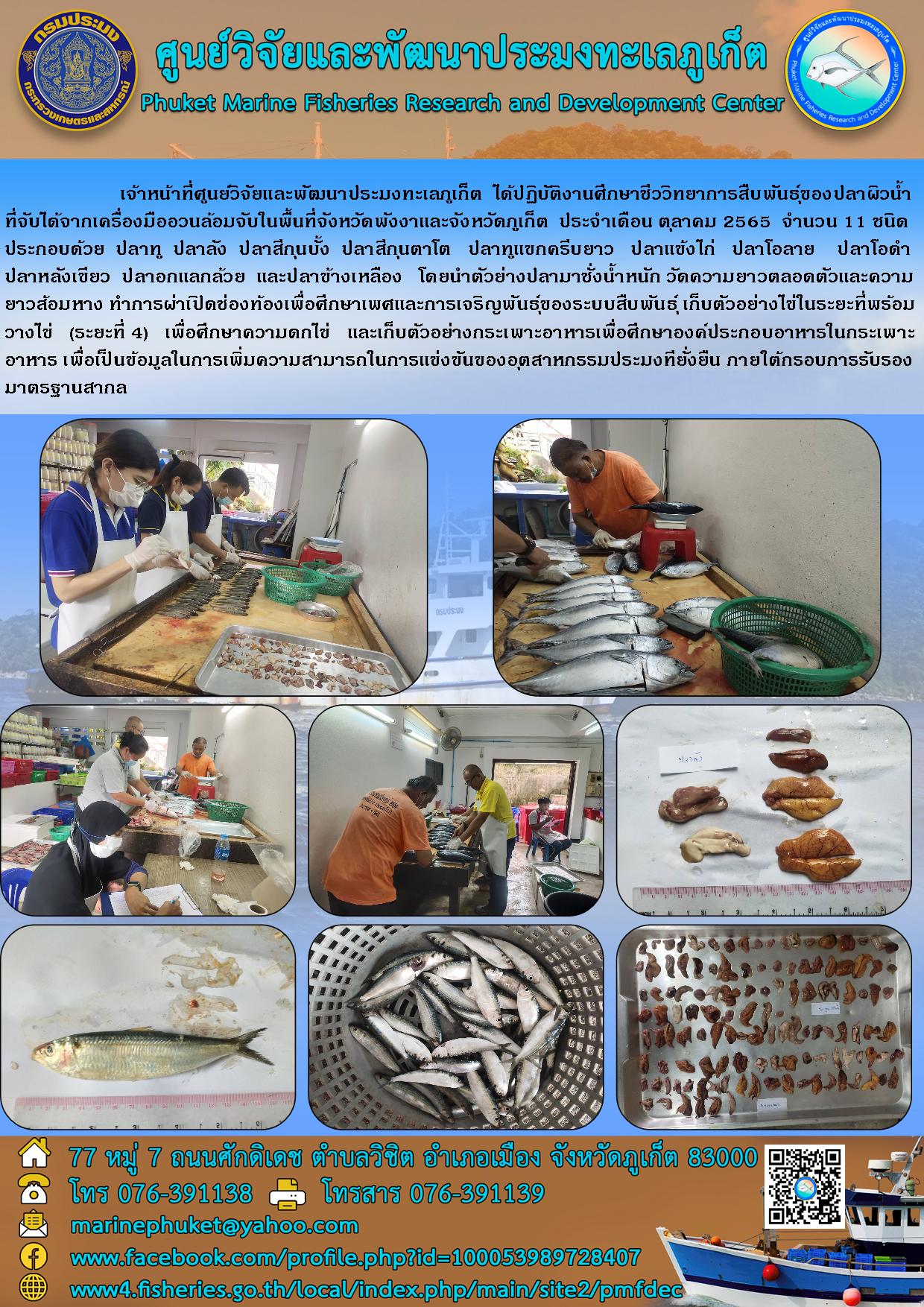 เจ้าหน้าที่ศูนย์วิจัยและพัฒนาประมงทะเลภูเก็ต ได้ปฏิบัติงานศึกษาชีววิทยาการสืบพันธุ์ของปลาผิวน้ำ ที่จับได้จากเครื่องมืออวนล้อมจับในพื้นที่จังหวัดพังงาและจังหวัดภูเก็ต ประจำเดือนตุลาคม 2565..คลิก