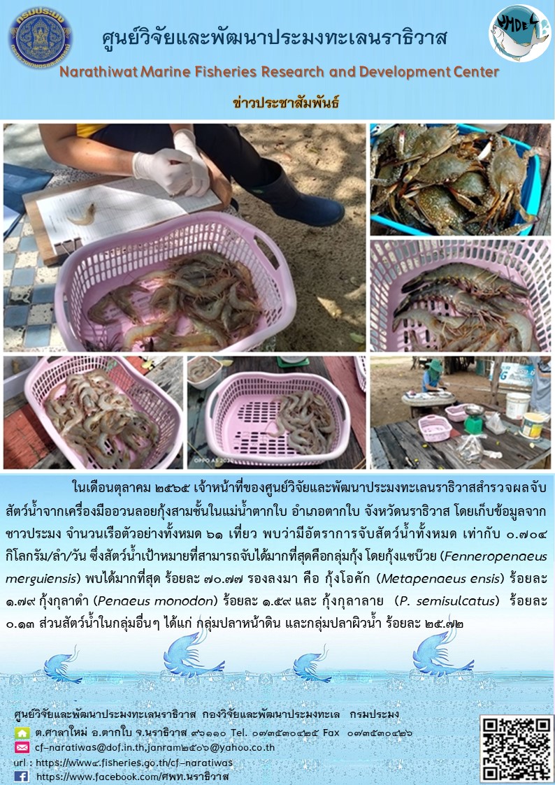 ในเดือนตุลาคม 2565 เจ้าหน้าที่ศูนย์วิจัยและพัฒนาประมงทะเลนราธิวาสสำหรับผลตรวจจับสัตว์น้ำจากเครื่องมืออวนลอยกุ้งสามชั้นในแม่น้ำตากใบ อำเภอตากใบ จังหวัดนราธิวาส โดยเก็บรวบรวมจากชาวประมง จำนวนเรือตัวอย่างทั้งหมด 61 เที่ยว พบว่ามีอัตราการจับสัตว์น้ำทั้งหมด เท่ากับ 0.704 กิโลกรัม/ลำ/วัน ซึ่งสัตว์น้ำเป้าหมายที่สามารถจับได้มากที่สุดคือกลุ่มกุ้ง โดยกุ้งแชบ๊วย (Fenneropenaeus merguiensis) พบได้มากที่สุด ร้อยละ 70177 รองลงมา คือ กุ้งโอคัก (Metapenaeus ensis) ร้อยละ 1.79 กุ้งกุลาดำ (Penaeus monodon ) ร้อยละ 1.59 และ กุ้งกุลาลาย (P. semisulcatus) ร้อยละ 0.13 ส่วนสัตว์น้ำในกลุ่มอื่นๆ ได้แก่ กลุ่มปลาหน้าดิน และกลุ่มปลาผิวน้ำ ร้อยละ 25.72..คลิก