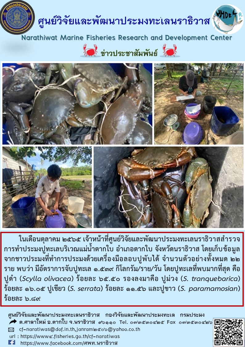 ในเดือนตุลาคม 2565 เจ้าหน้าที่ศูนย์วิจัยและพัฒนาประมงทะเลนราธวาสสำรวจการทำประมงทะเลปูม้าทะเลบริเวณแม่น้ำตากใบ อำเภอตากใบ จังหวัดนราธิวาส โดยเก็บข้อมูล จากชาวประมงที่ทำการประมงด้วยเครื่องมือลอบปูพับได้ จำนวนตัวอย่างทั้งหมด 22 ราย พบว่า มีอัตราการจับปูทะเล 1.539 กิโลกรัม/ราย/วัน โดยปูทะเลที่พบมากที่สุด คือปูดำ (Scylla olivacea) ร้อยละ 65.50 รองลงมาคือ ปูม่วง (S. tranquebarica) ร้อยละ 16.05 ปูเขียว (S. serrata) ร้อยละ 11.65 และปูขาว (S. paramamosian) ร้อยละ 6.89..คลิก