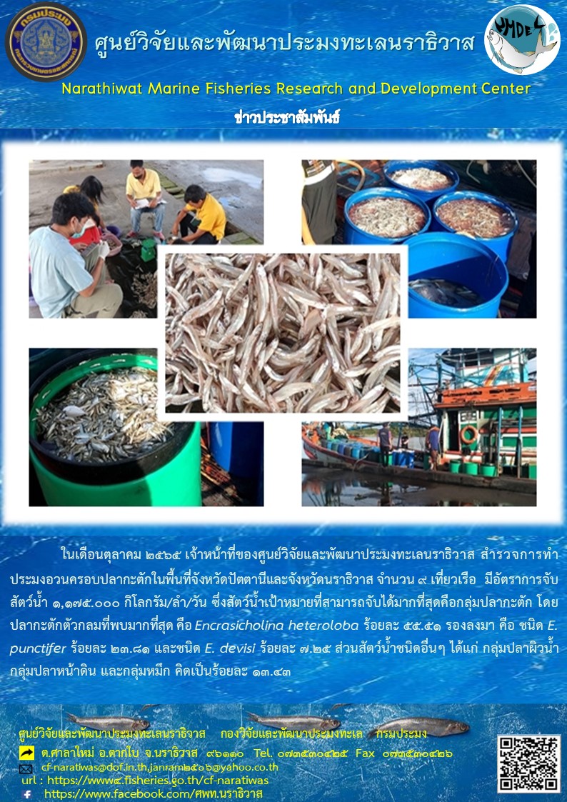 ในเดือนตุลาคม 2565 เจ้าหน้าที่ของศูนย์วิจัยและพัฒนาประมงทะเลนราธิวาส สำรวจการทำประมงอวนครอบปลากะตักในพื้นที่จังหวัดปัตตานีและจังหวัดนราธิวาส จำนวน 9 เที่ยวเรือ มีอัตราการจับสัตว์น้ำ 1,175.000 กิโลกรัม/ลำ/วัน ซึ่งสัตว์น้ำเป้าหมายที่สามารถจับได้มากที่สุดคือกลุ่มปลากะตัก โดยปลากะตักตัวกลมที่พบมากที่สุด คือ Encrasicholina heteroloba ร้อยละ 55.51 รองลงมา คือ E. punctifer ร้อยละ 23.81 และชนิด E. devisi ร้อยละ 7.25 ส่วนสัตว์น้ำชนิดอื่นๆ ได้แก่ กลุ่มปลาผิวน้ำ กลุ่มปลาหน้าดิน และกลุ่มหมึก คิดเป็นร้อยละ 13.43..คลิก