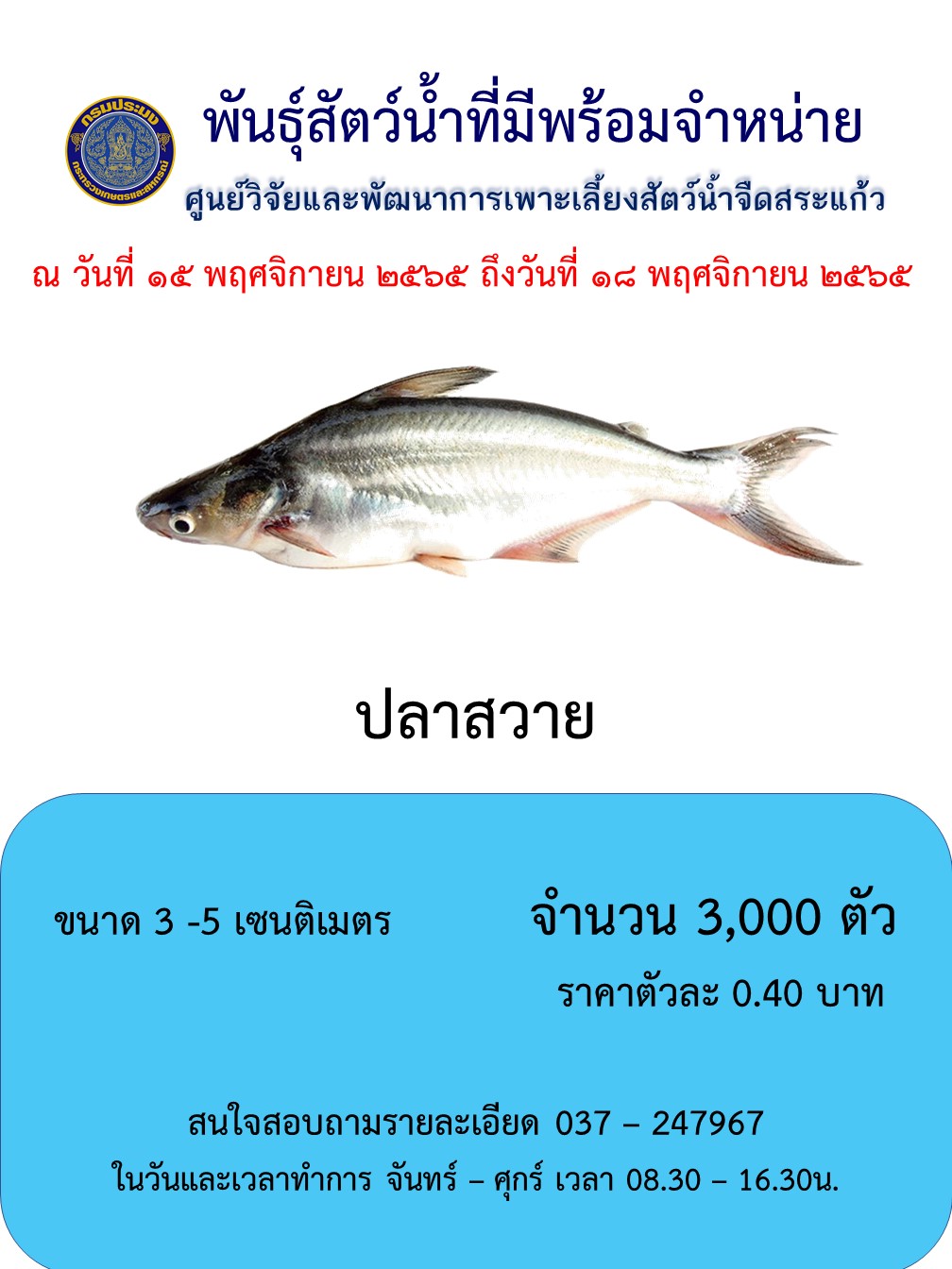 ลูกพันธุ์ปลาสวายพร้อมจำหน่าย
