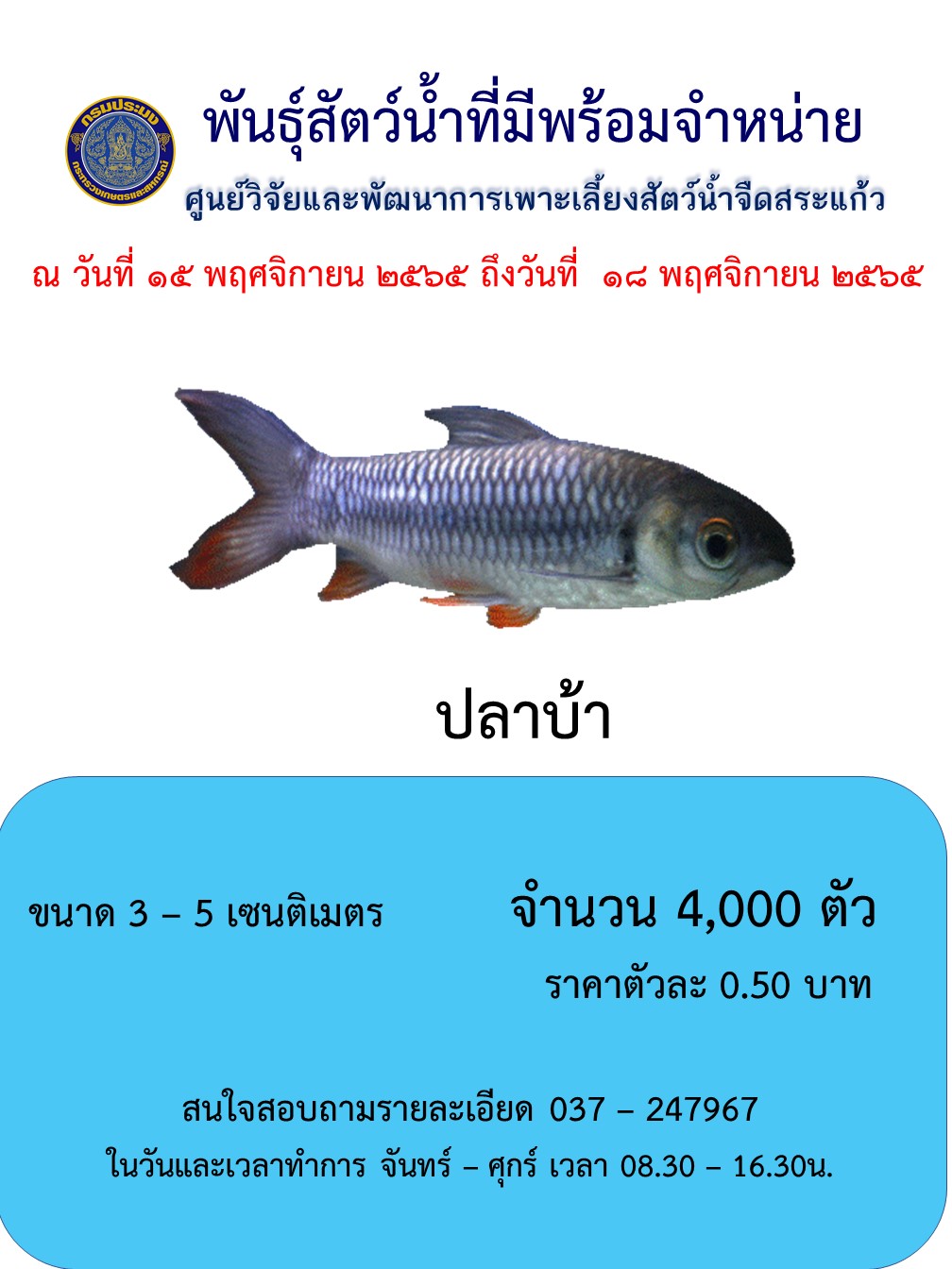 ลูกพันธุ์ปลาบ้าพร้อมจำหน่าย