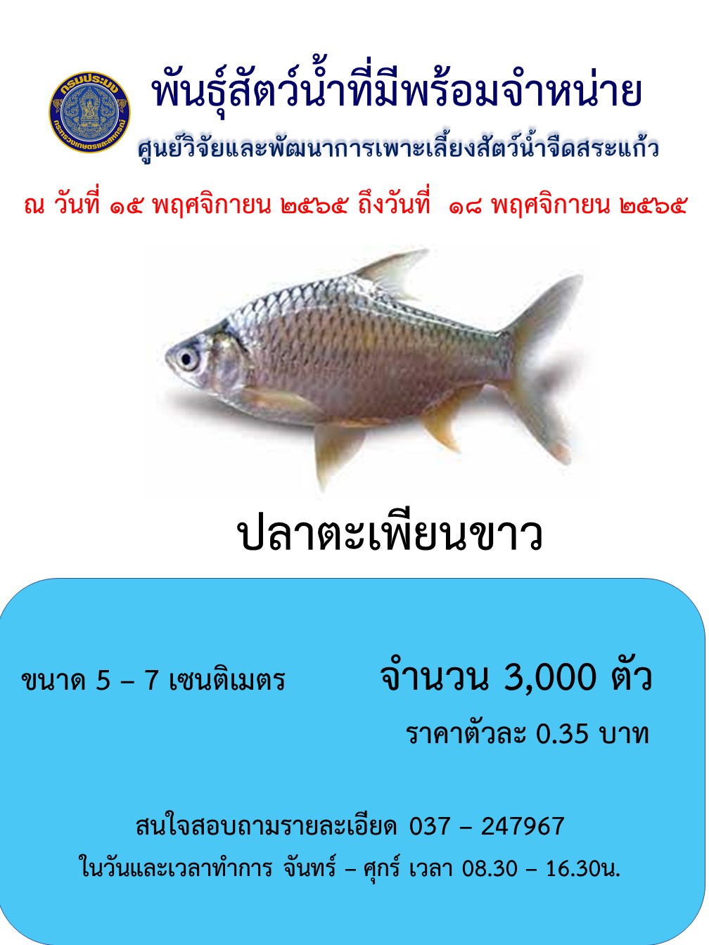 ลูกพันธุ์ปลาตะเพียนขาวพร้อมจำหน่าย