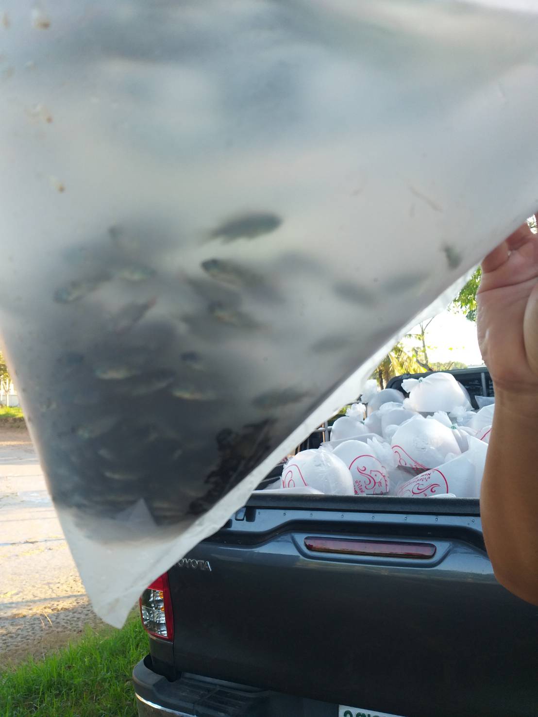 ตรวจสอบลูกพันธุ์สัตว์น้ำ ส่งออกไปยัง สปป.ลาว..คลิก