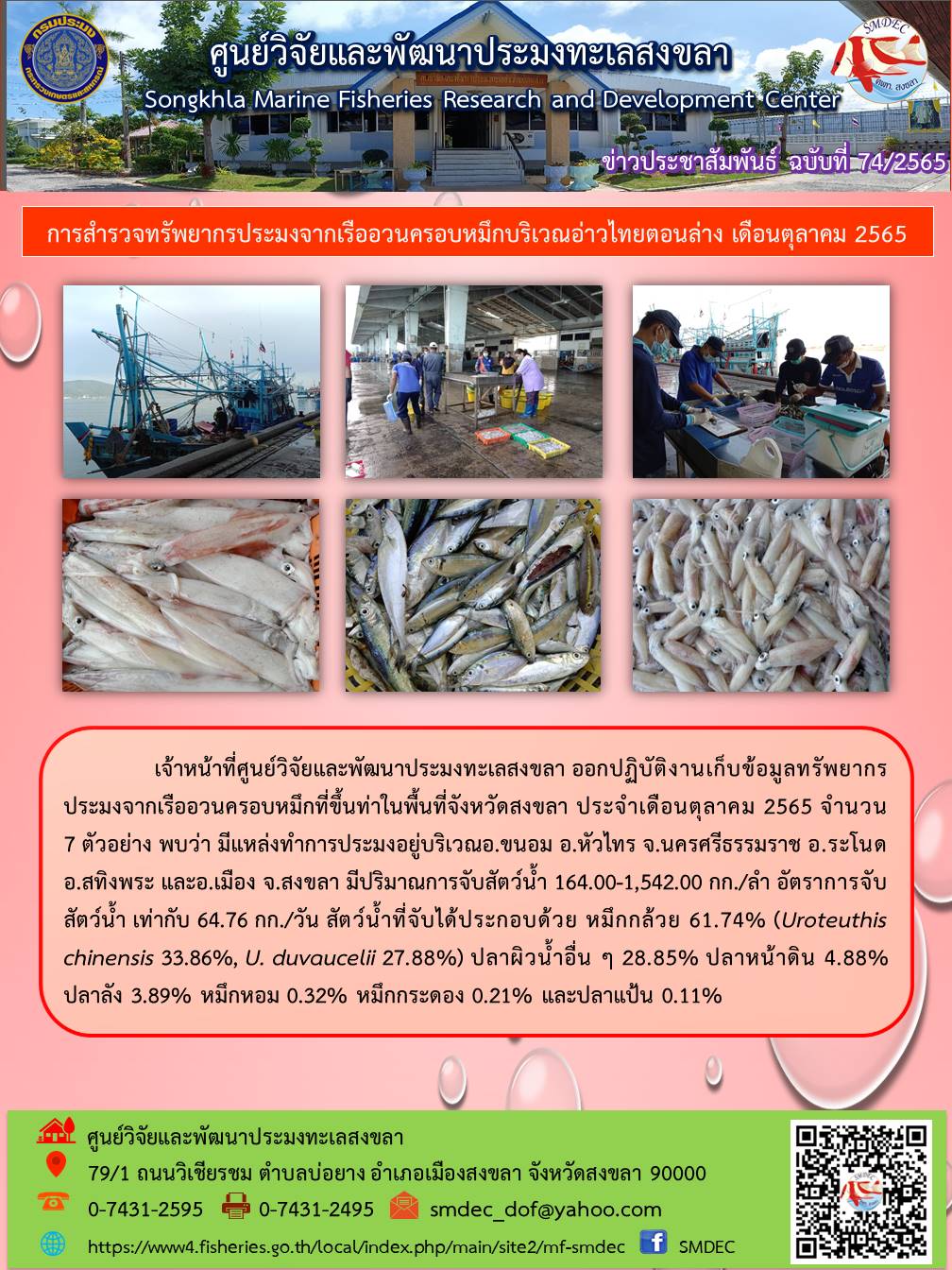 เจ้าหน้าที่เจ้าหน้าที่ศูนย์วิจัยและพัฒนาประมงทะเลสงขลา ออกปฏิบัติงานเก็บข้อมูลทรัพยากรประมง จากเรืออวนครอบหมึกที่ขึ้นท่าในพื้นที่จังหวัดสงขลา ประจำเดือนตุลาคม 2565 จำนวน 7 ตัวอย่าง พบว่า มีแหล่งทำการประมงอยู่บริเวณ อ.ขนอม อ.หัวไทร จ.นครศรีธรรมราช อ.ระโนด อ.สทิงพระ และ อ.เมือง จ.สงขลา มีปริมาณการจับสัตว์น้ำ 164.00-1,542.00 กก./ลำ อัตราการจับสัตว์น้ำ เท่ากับ 64.76 กก./วัน สัตว์น้ำที่จับได้ประกอบด้วย หมึกกล้วย 61.74% (Uroteuthis chinensis 33.86%, U. duvaucelii 27.88%) ปลาผิวน้ำอื่น ๆ 28.85% ปลาหน้าดิน 4.88% ปลาลัง 3.89% หมึกหอม 0.32% หมึกกระดอง 0.21% และปลาแป้น 0.11%..คลิก