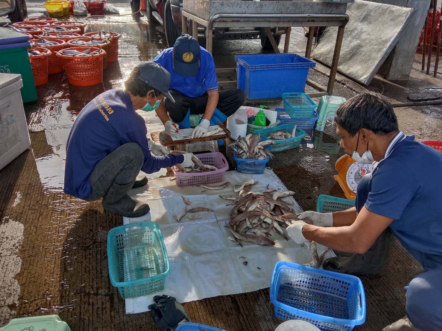    เจ้าหน้าที่ศูนย์วิจัยและพัฒนาประมงทะเลสงขลา ออกปฏิบัติงานเก็บรวบรวมข้อมูลทรัพยากรประมงจาก เรืออวนลากที่ขึ้นท่าในพื้นที่จังหวัดนครศรีธรรมราช และสงขลา ประจำเดือนตุลาคม 2565..คลิก
