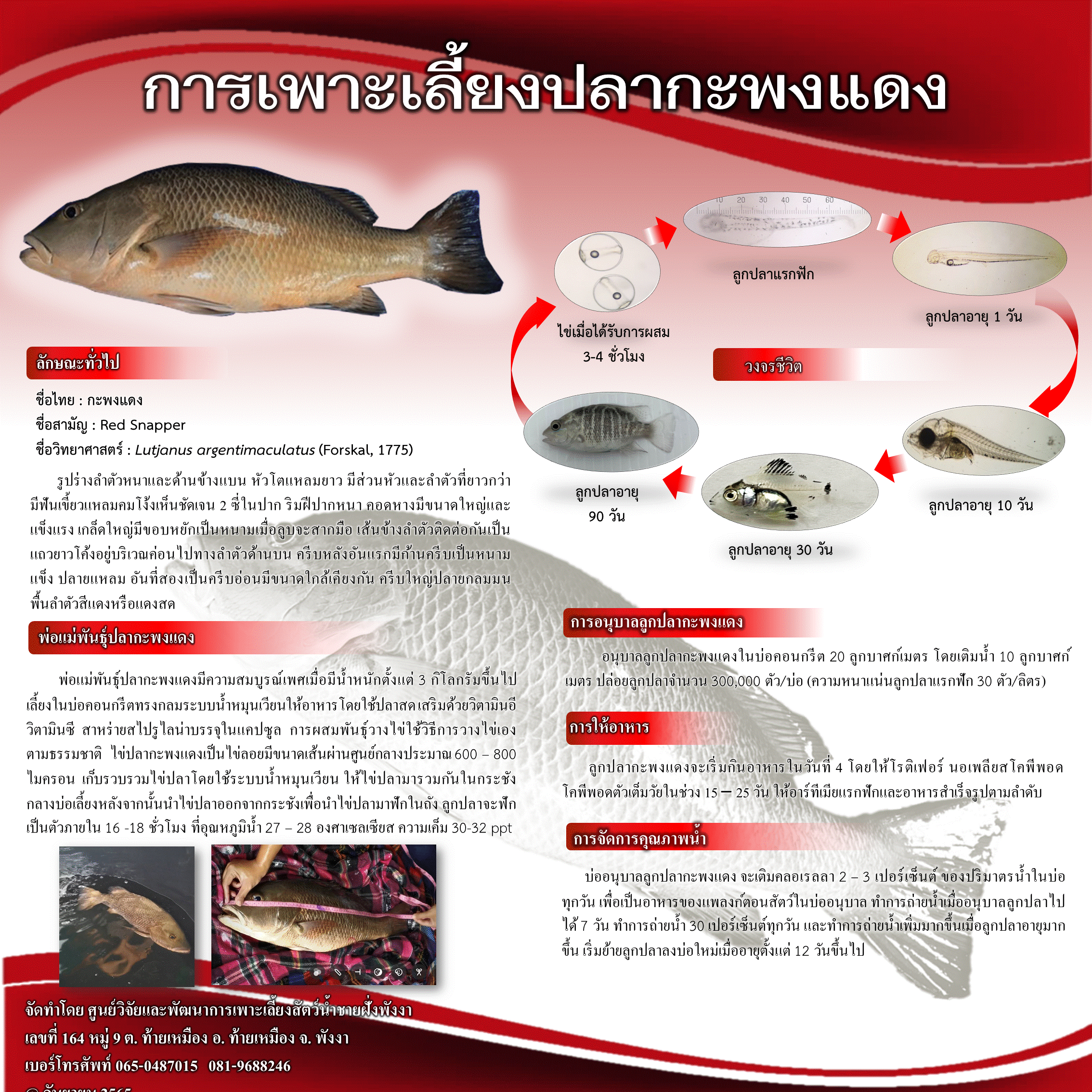 การเพาะเลี้ยงปลากะพงแดง