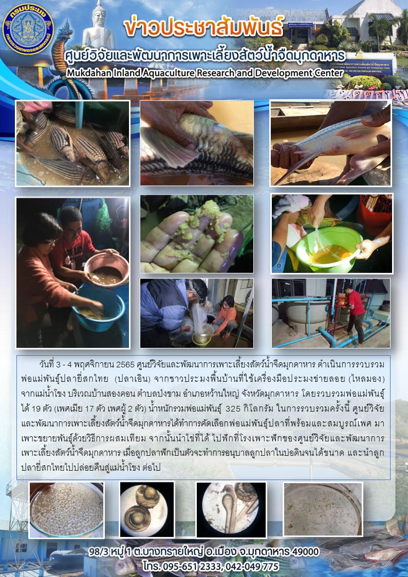     วันที่ 3 - 4 พฤศจิกายน 2565 ศูนย์วิจัยและพัฒนาการเพาะเลี้ยงสัตว์น้ำจืดมุกดาหาร ดำเนินการรวบรวมพ่อแม่พันธุ์ปลายี่สกไทย  (ปลาเอิน) จากชาวประมงพื้นบ้านที่ใช้เครื่องมือประมงข่ายลอย (ไหลมอง)  จากแม่น้ำโขง บริเวณบ้านสองคอน ตำบลป่งขาม อำเภอหว้านใหญ่ จังหวัดมุกดาหาร (แค้มป์ปลาเอินครั้งที่ 1)..คลิก