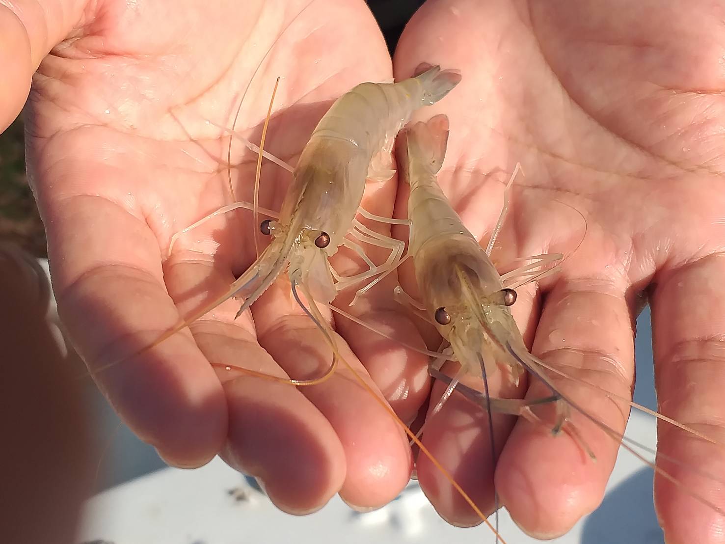 ตรวจสอบลูกพันธุ์สัตว์น้ำ ส่งออกไปยัง สปป.ลาว..คลิก