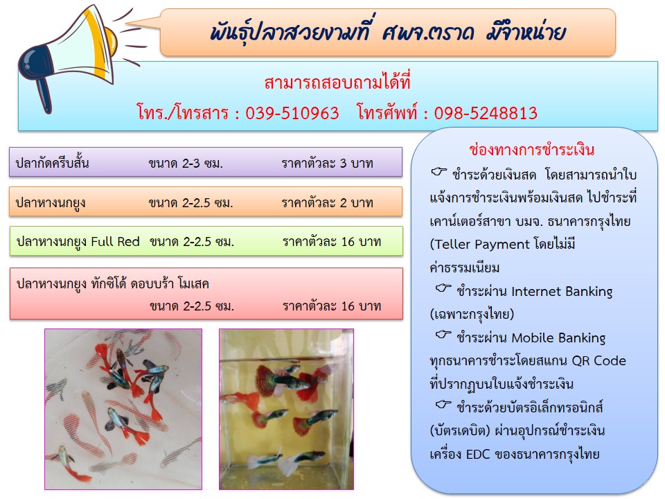 ปลาสวยงามที่พร้อมจำหน่าย