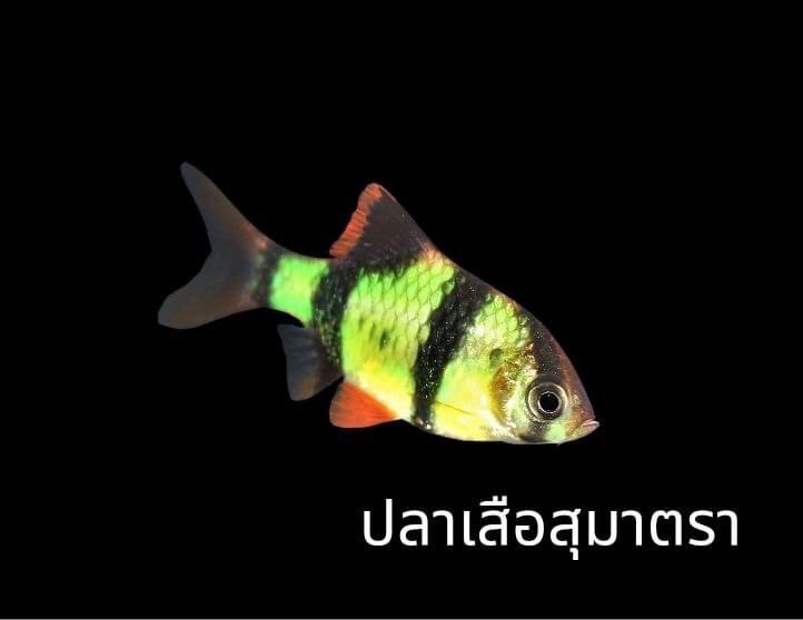 ปลาเรืองแสง (สัตว์น้ำดัดแปลงพันธุกรรม)..คลิก