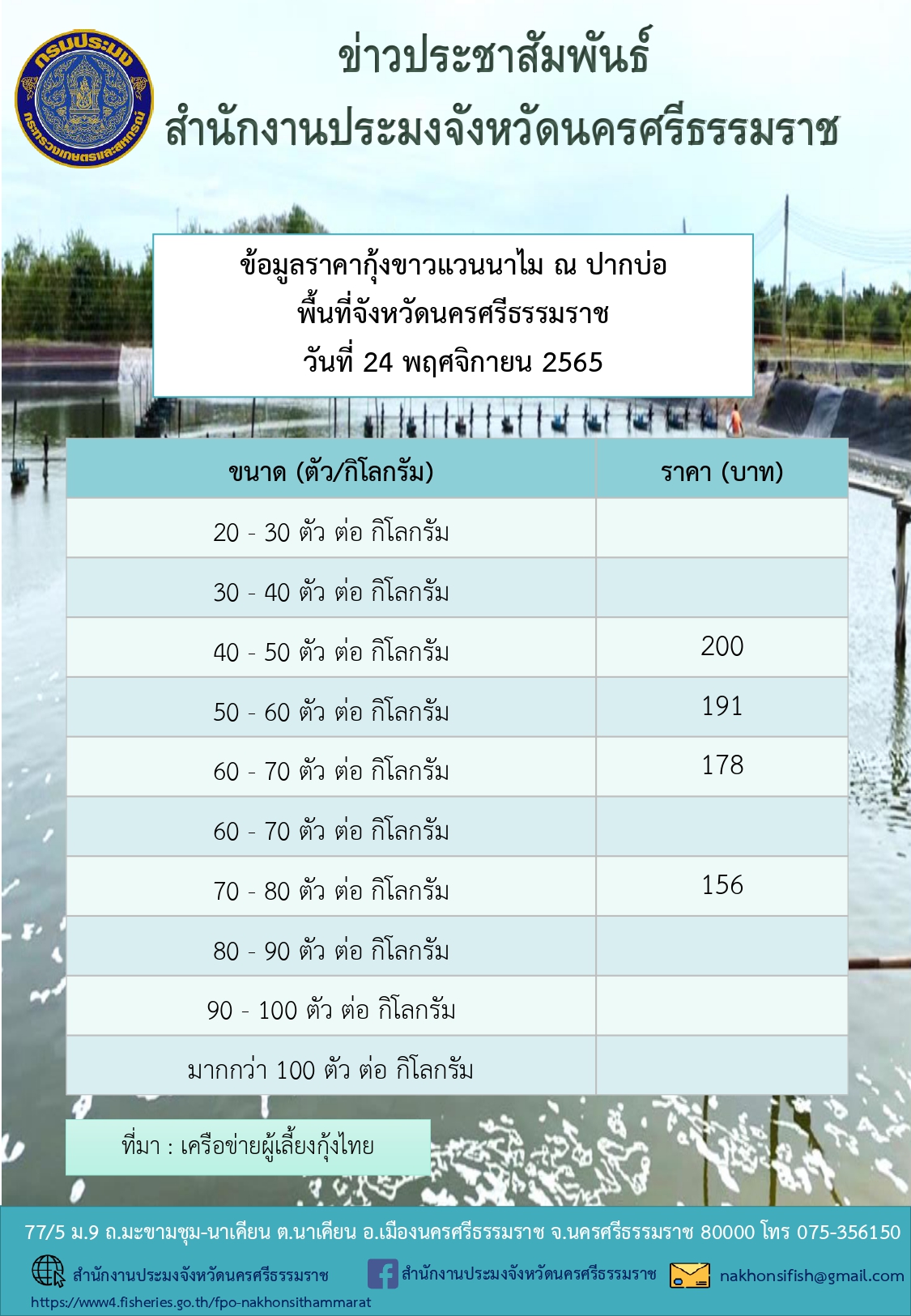 ราคากุ้งขาวแวนนาไม ณ ปากบ่อ พื้นที่จังหวัดนครศรีธรรมราช วันที่ 24 พฤศจิกายน 2565