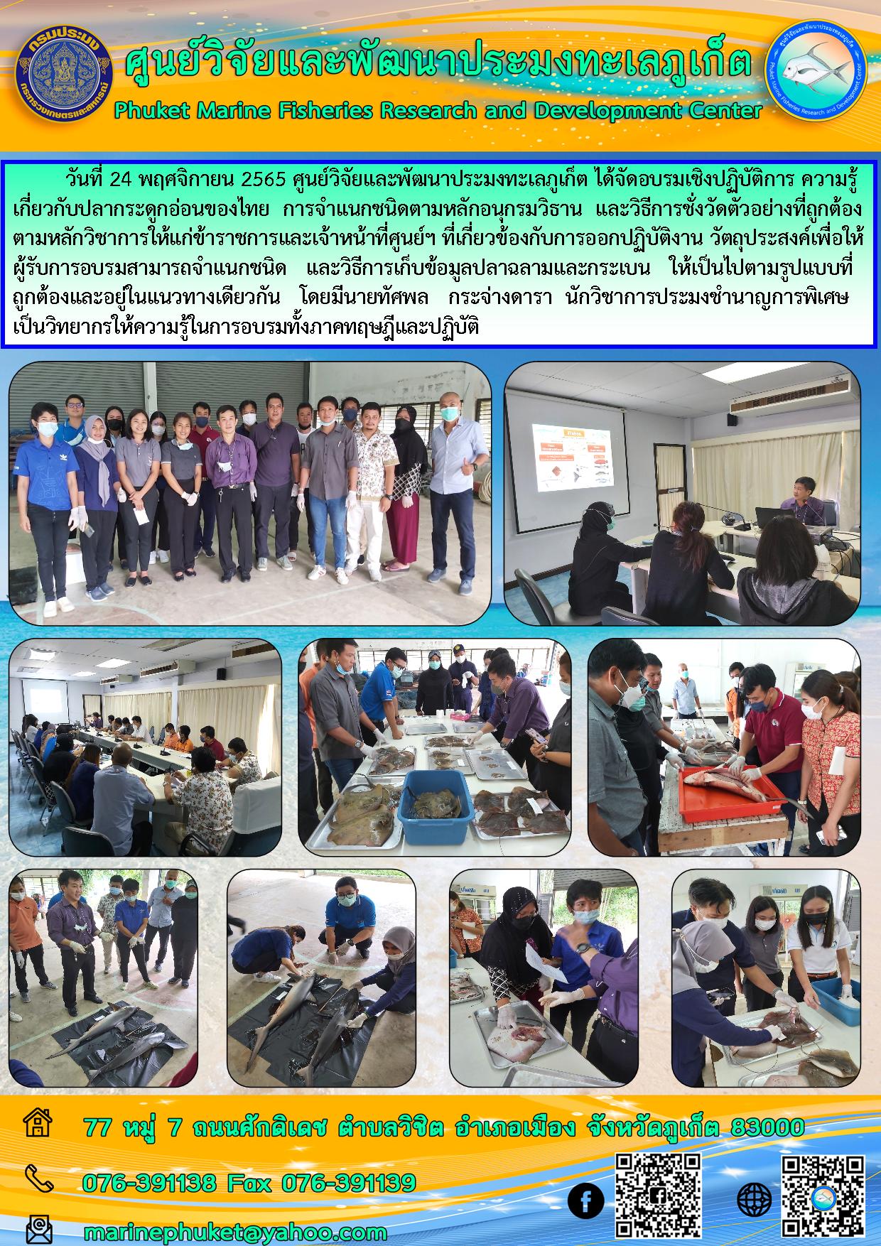 วันที่ 24 พฤศจิกายน 2565 ศูนย์วิจัยและพัฒนาประมงทะเลภูเก็ต ได้จัดอบรมเชิงปฏิบัติการ ความรู้เกี่ยวกับปลากระดูกอ่อนของไทย การจำแนกชนิดตามหลักอนุกรมวิธาน และวิธีการชั่งวัดตัวอย่างที่ถูกต้องตามหลักวิชาการให้แก่ข้อราชการและเจ้าหน้าที่ของศูนย์ฯ ที่เกี่ยวข้องกับการออกปฏิบัติงาน วัตถุประสงค์เพื่อให้ผู้รับการอบรมสามารถจำแนกชนิด และวิธีการเก้บข้อมูลปลาฉลามและกระเบน ให้เป็นไปตามรูปแบบที่ถูกต้องและอยู่ในแนวทางเดียวกัน โดยมีนายทัศพล กระจ่างดารา นักวิชาการประมงชำนาญการพิเศษเป็นวิทยากรให้ความรู้ในการอบรมทั้งภาคทฤษฎีและปฏิบัติ..คลิก