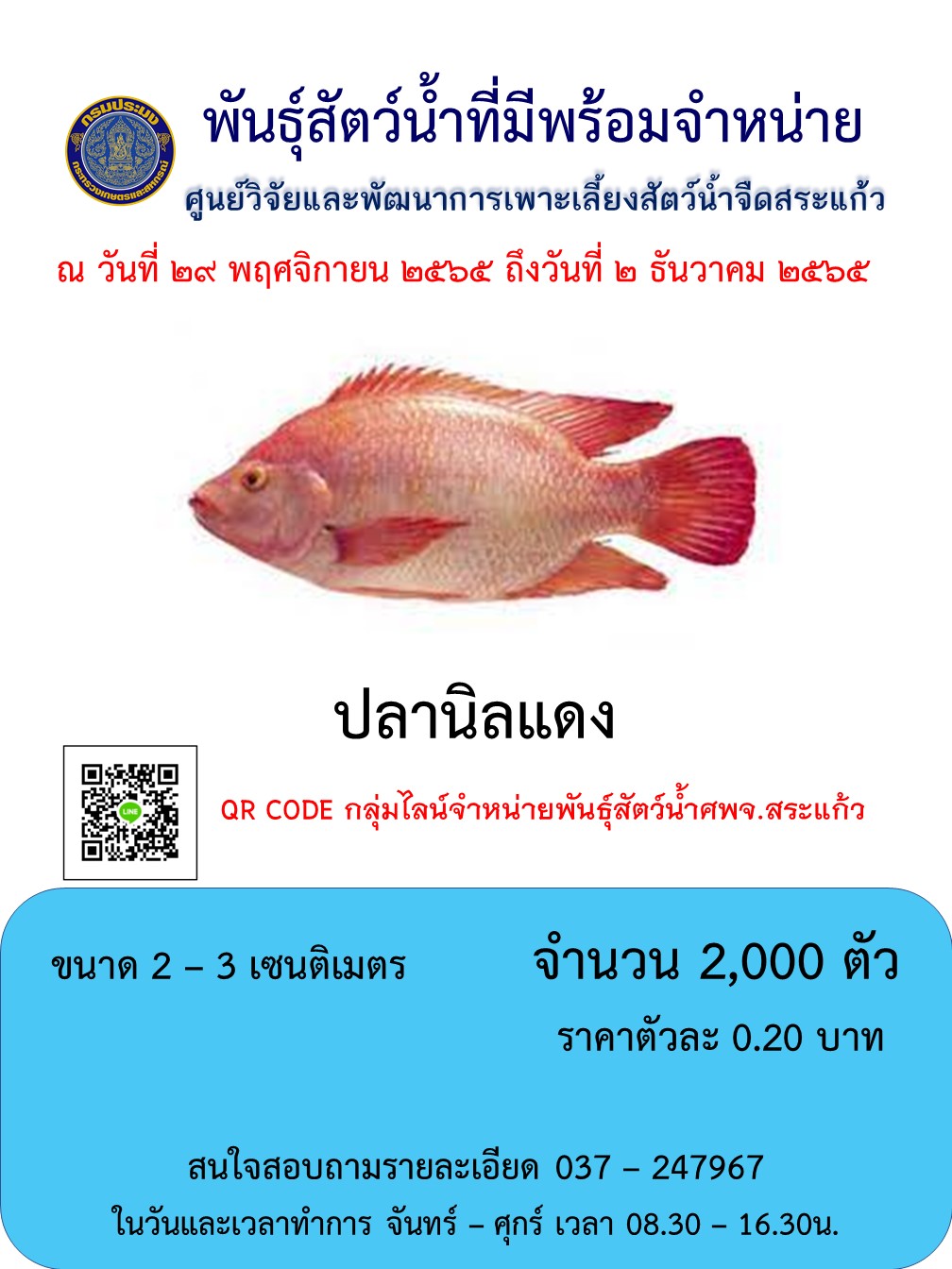 ลูกพันธุ์ปลานิลแดงพร้อมจำหน่าย