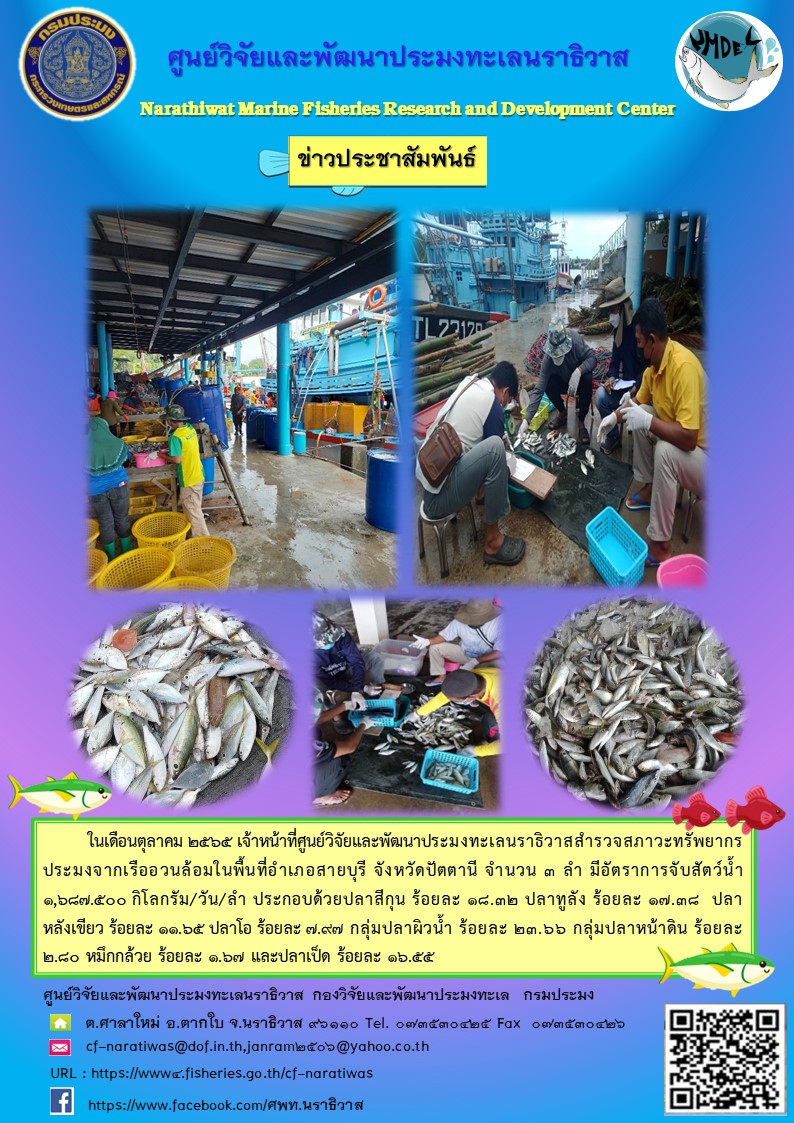 ในเดือนตุลาคม 2565 เจ้าหน้าที่ศูนย์วิจัยและพัฒนาประมงทะเลนราธิวาสสำราจสภาวะทรัพยากรประมงจากเรืออวนล้อมในพื้นที่อำเภอสายบุรี จังหวัดปัตตานี จำนวน 3 ลพ มีอัตราการจับสัตว์น้ำ 1687.500 กิโลกรัม/วัน/ลำ ประกอบด้วยปลาสีกุน ร้อยละ 18.32 ปลาทูลัง ร้อยละ 17.38 ปลาหลังเขียว ร้อยละ 11.65 ปลาโอ ร้อยละ 9.97 กลุ่มปลาผิวน้ำ ร้อยละ 23.66 กลุ่มปลาหน้าดิน ร้อนละ 2.80 หมึกกล้วย ร้อยละ 1.67 และปลาเป็ด ร้อยละ 16.55..คลิก