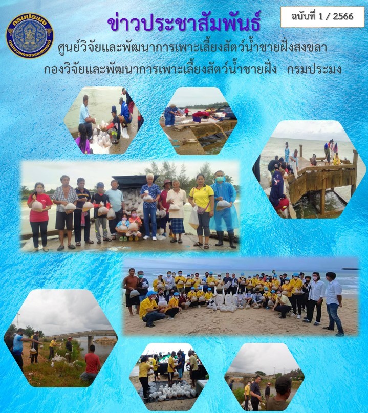 นางสาวปริศนา คลิ้งสุขคล้ายผู้อำนวยการศูนย์วิจัยและพัฒนาการเพาะเลี้ยงสัตว์น้ำชายฝั่งสงขลา มอบหมายให้นายชลิต สง่างาม นักวิชาการการประมงชำนาญการ ส่งมอบพันธุ์กุ้งกุลาดำ..คลิก