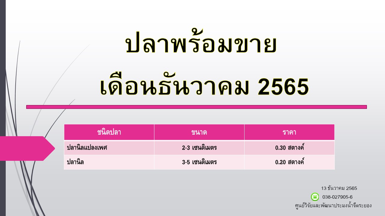 ปลาพร้อมขาย วันที่ 13 ธันวาคม 2565..คลิก