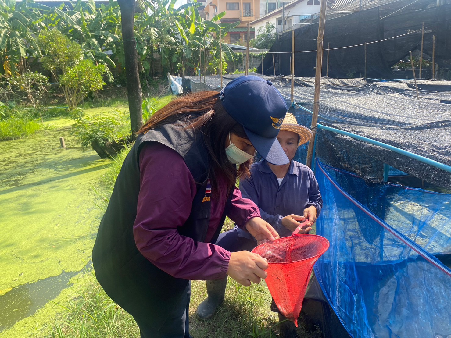 (อ.บางกรวย) ประชาสัมพันธ์และรับสมัครเกษตรกรเข้าร่วมโครงการนนทบุรีการันตี..คลิก