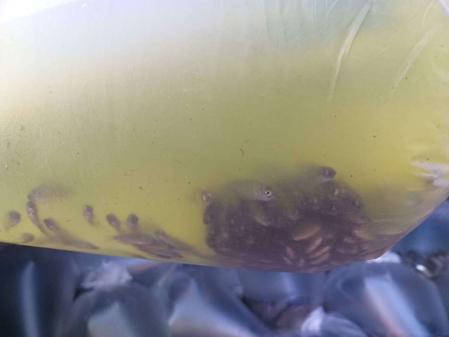 ตรวจสอบลูกพันธุ์สัตว์น้ำ ส่งออกไปยัง สปป.ลาว..คลิก