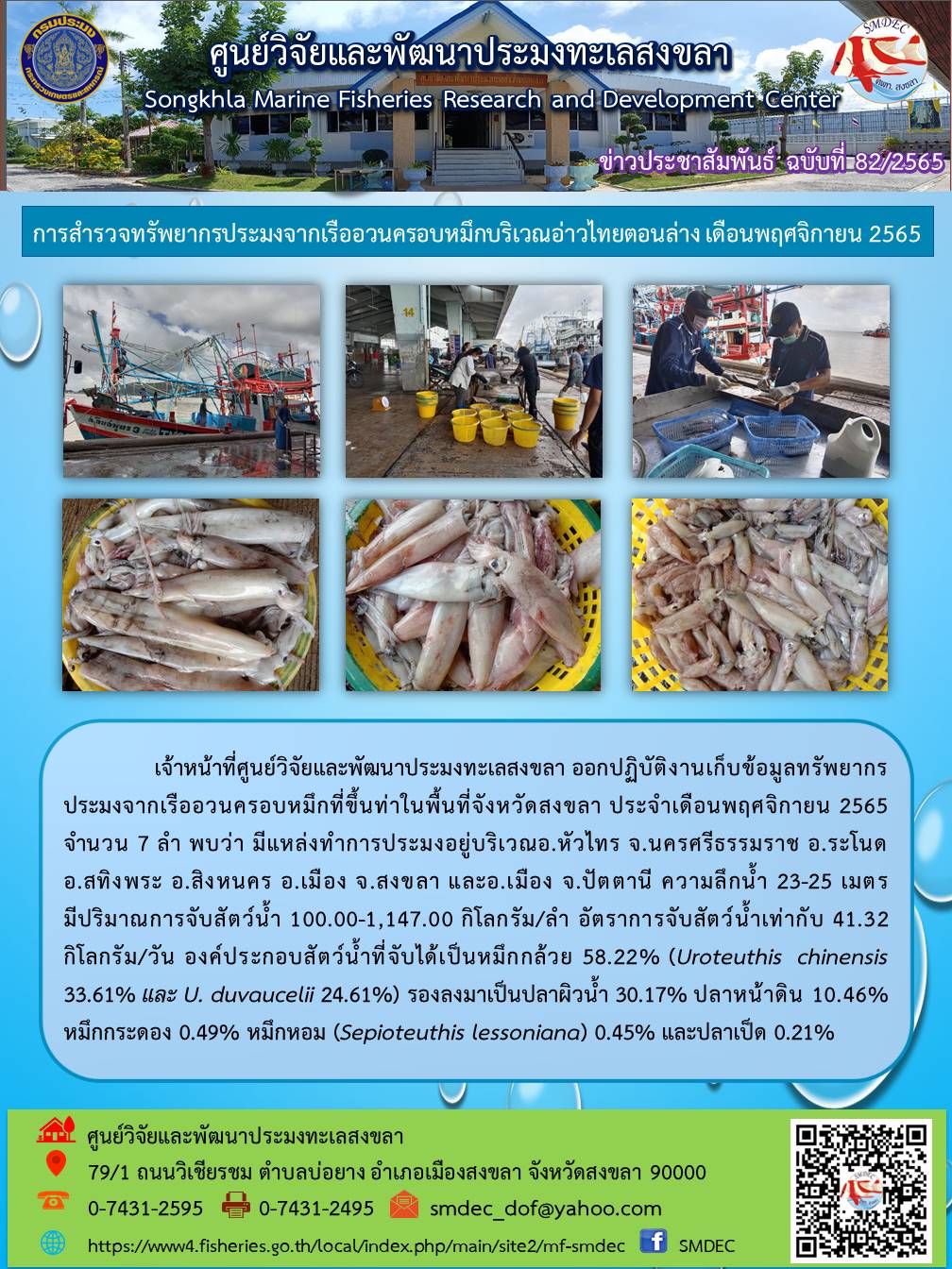 เจ้าหน้าที่ศูนย์วิจัยและพัฒนาประมงทะเลสงขลา ออกปฏิบัติงานเก็บข้อมูลทรัพยากรประมงจากเรืออวนครอบหมึกที่ขึ้นท่าในพื้นที่จังหวัดสงขลา ประจำเดือนพฤศจิกายน 2565 จำนวน 7 ลำ พบว่า มีแหล่งทำการประมงอยู่บริเวณ อ.หัวไทร จ.นครศรีธรรมราช อ.ระโนด อ.สทิงพระ อ.สิงหนคร อ.เมือง จ.สงขลา และ อ.เมือง จ. ปัตตานี ความลึกน้ำ 23-25 เมตร มีปริมาณการจับสัตว์น้ำ 100.00-1,147.00 กิโลกรัม/ลำ อัตราการจับสัตว์น้ำเท่ากับ 41.32 กินโลกรัม/วัน องค์ประกอบสัตว์น้ำที่จับได้เป็นหมึกกล้วย 58.22% (Uroteuthis chinensis 33.61% และ U. duvaucelii 24.61%) รองลงมาเป็นปลาผิวน้ำ 30.17% ปลาหน้าดิน 10.46% หมึกกระดอง 0.49% หมึกหอม (Sepioteuthis lessoniana) 0.45% และปลาเป็ด 0.21%..คลิก