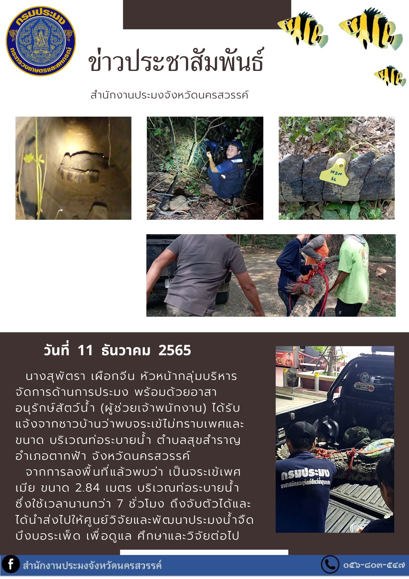 หัวหน้ากลุ่มบริหารจัดการด้านการประมง พร้อมด้วยอาสาอนุรักษ์สัตว์น้ำ (ผู้ช่วยเจ้าพนักงาน) ได้รับแจ้งจากชาวบ้านว่าพบจระเข้ไม่ทราบเพศและขนาด บริเวณท่อระบายน้ำ ตำบลสุขสำราญ อำเภอตากฟ้า จังหวัดนครสวรรค์..คลิก