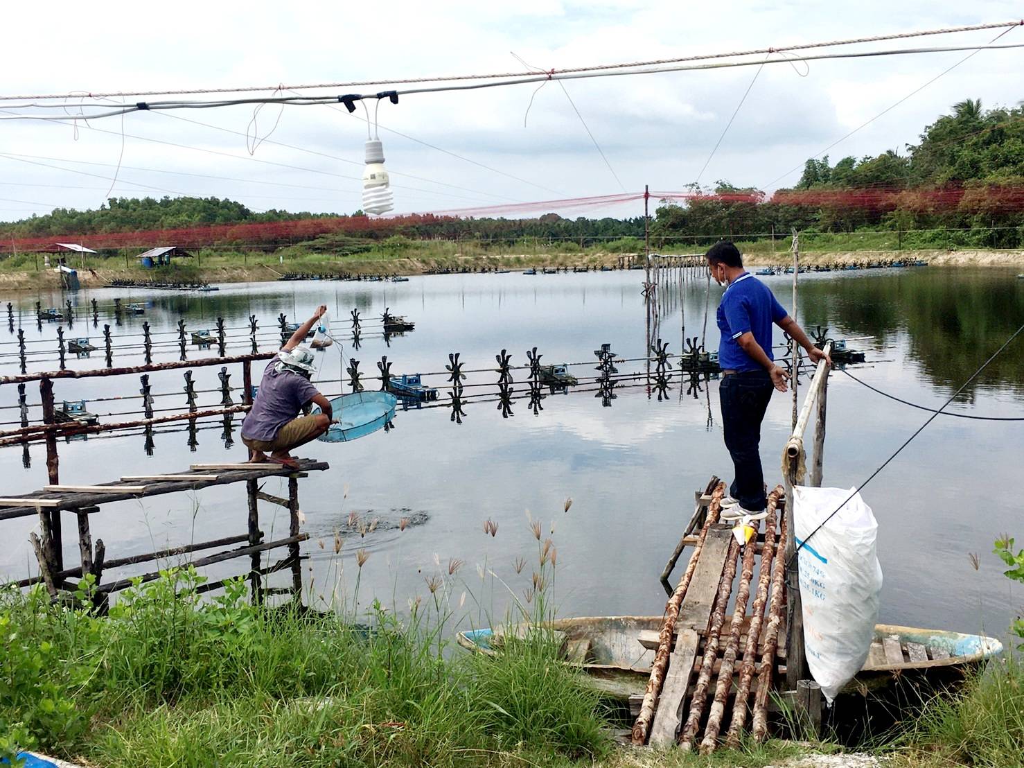 ตรวจติดตามเฝ้าระวังและรับรองโรคสัตว์น้ำเพื่อการส่งออก “โครงการตรวจสุขอนามัยโรงเพาะฟักและฟาร์มกุ้งทะเลไปจีน”..คลิก