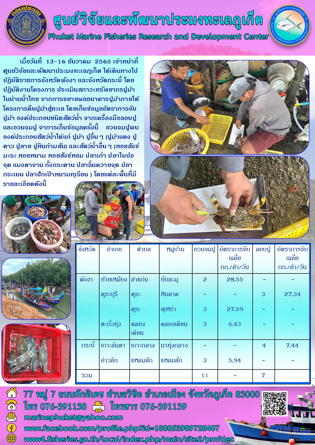 เมื่อวันที่ 13-16 ธันวาคม 2565 เจ้าหน้าที่ 2565 เจ้าหน้าที่ศูนย์วิจัยและพัฒนาประมงทะเลภูเก็ต ได้เดินทางไปปฏิบัติราชการจังหวัดพังงา และจังหวัดกระบี่ โดยปฏิบัติงานโครงการ ประเมินสภาวะทรัพยากรปูม้าในน่านน้ำไทย จากการขยายผลธนาคารปูม้าภายใต้โครงการคืนปูม้าสู่ทะเล โดยเก็บข้อมูลอัตราการจับปูม้า องค์ประกอบชนิดสัตว์น้ำ จากเครื่องมือลอบปูและอวนจมปู จากการเก็บข้อมูลครั้งนี้ อวนจมปูพบองค์ประกอบสัตว์น้ำได้แก่ ปูม้า ปูอื่น ๆ (ปู้มาแดง ปูดาว ปูลาย ปูหินกามสัน) และสัตว์น้ำอื่น ๆ (หอยสังข์มะระ หอยหนาม หอยสังข์หอม ปลาเก๋า ปลาใบปอจุด แมงดาจาน กั้งกระดาน ปลาลิ้นควายจุด ปลากระเบน ปลาปักเป้าหนามทุเรียน) โดยแต่ละพื้นที่มีรายละเอียดดังนี้..คลิก