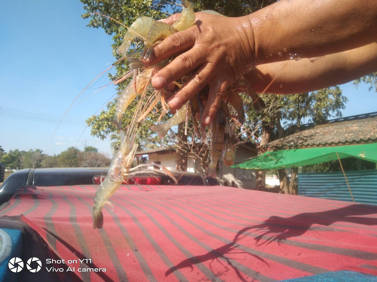 ตรวจกุ้งก้ามกราม ส่งออกไปยัง สปป.ลาว..คลิก