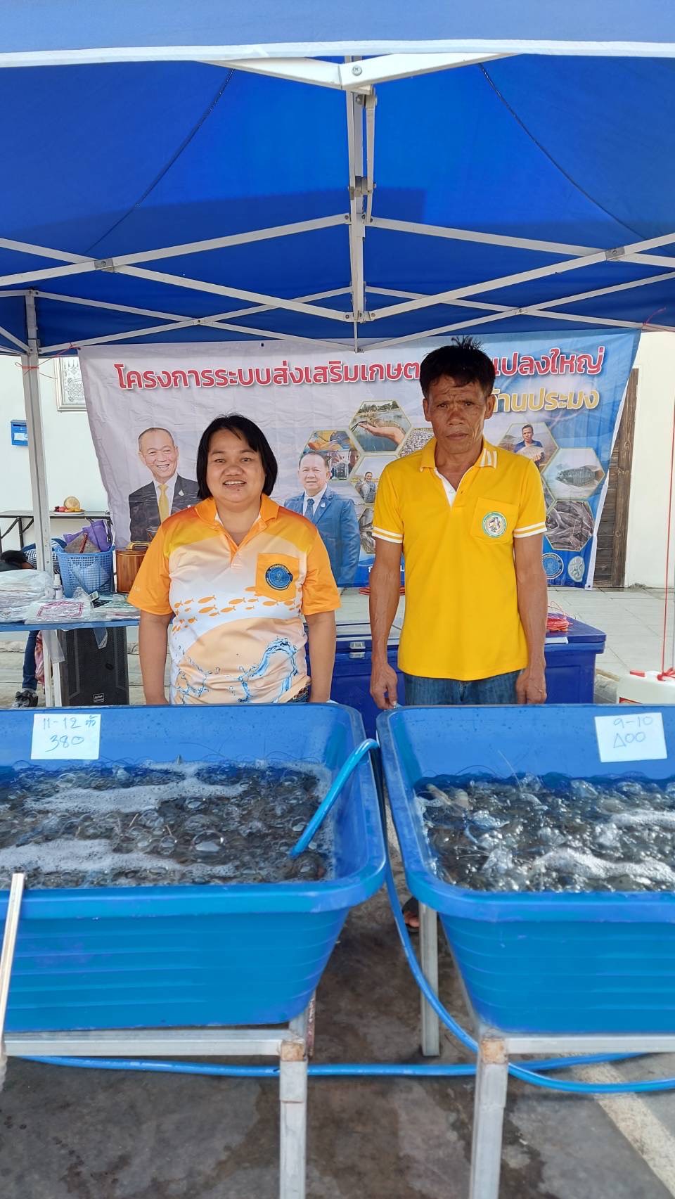 การจำหน่าย กุ้งก้ามกราม กุ้งขาวแวนนาไม จากเกษตรกรผู้เลี้ยงแปลงใหญ่สัตว์น้ำ และจากร้าน FISHERMANSHOP @ KANCHANABURI..คลิก