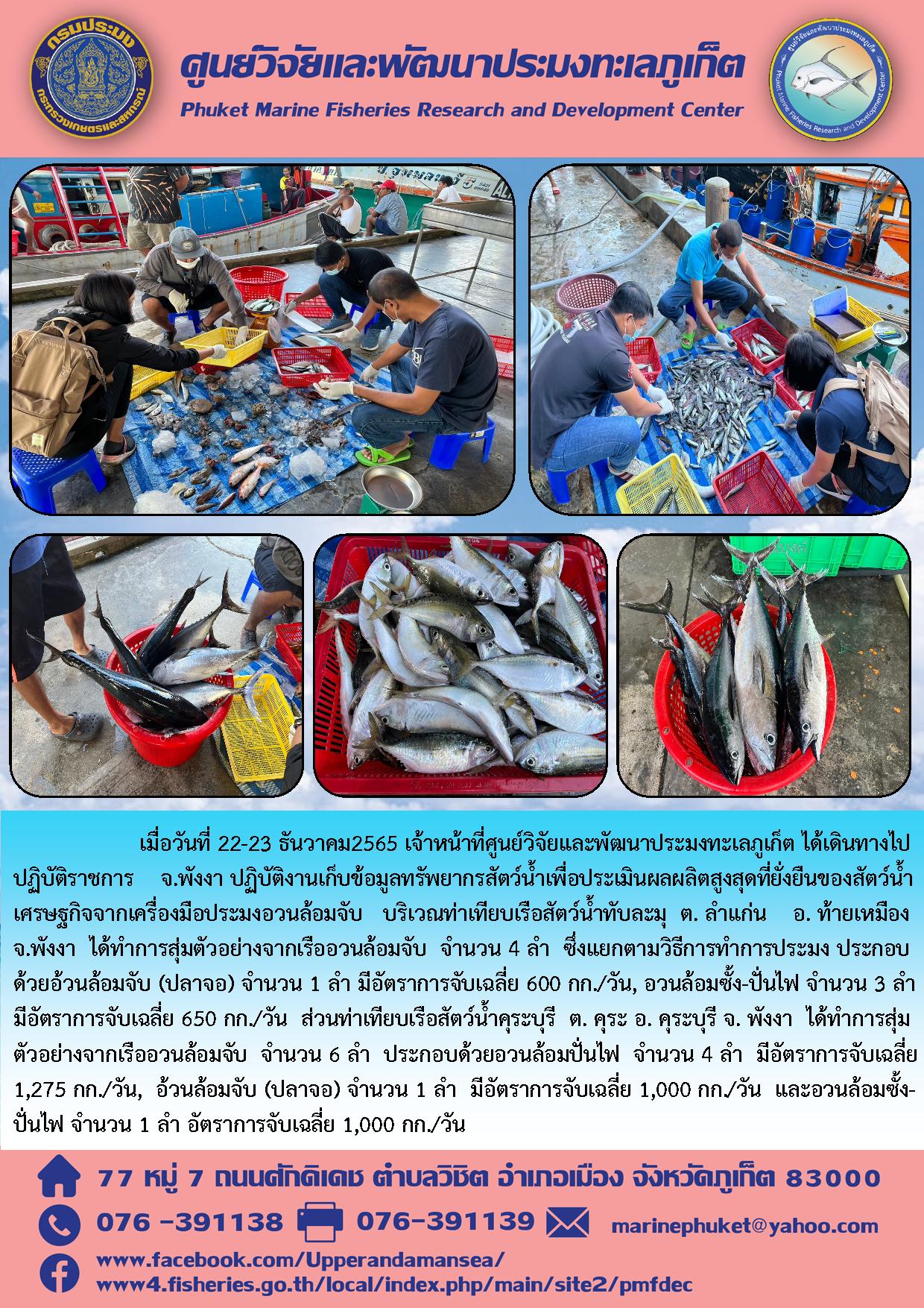เมื่อวันที่ 22 – 23 ธันวาคม 2565 เจ้าหน้าที่ศูนย์วิจัยและพัฒนาประมงทะเลภูเก็ต ได้เดินทางไปปฏิบัติราชการ จ.พังงา ปฏิบัติงานเก็บข้อมูลทรัพยากรสัตว์น้ำเพื่อประเมินผลผลิตสูงสุดที่ยั่งยืนของสัตว์น้ำเศรษฐกิจจากเครื่องมือประมงอวนล้อมจับ บริเวณท่าเทียบเรือสัตว์น้ำทับละมุ ต.ลำแก่น อ.ท้ายเมือง จ.พังงา ได้ทำการสุ่มตัวอย่างจากอวนล้อมจับ จำนวน 4 ลำ ซึ่งแยกตามวิธีการทำการประมง ประกอบด้วยอวนล้อมจับ (ปลาจอ) จำนวน 1 ลำ มีอัตราการจับเฉลี่ย 600 กก./วัน, อวนล้อมซั้ง-ปั่นไฟ จำนวน 3 ลำ มีอัตราการจับเฉลี่ย 650 กก./วัน ส่วนท่าเทียบเรือสัตว์น้ำคุระบุรี ต.คุระ อ.คุระ จ.พังงา ได้ทำการสุ่มตัวอย่างจากเรืออวนล้อมจับ จำนวน 6 ลำ ประกอบด้วยอวนล้อมปั่นไฟ จำนวน 4 ลำ มีอัตราการจับเฉลี่ย 1,275 กก./วัน, อวนล้อมจับ (ปลาจอ) จำนวน 1 ลำ มีอัตราการจับเฉลี่ย 1,000 กก./วัน และอวนล้อมซั้ง-ปั่นไฟ จำนวน 1 ลำ อัตราการจับเฉลี่ย 1,000 กก./วัน..คลิก