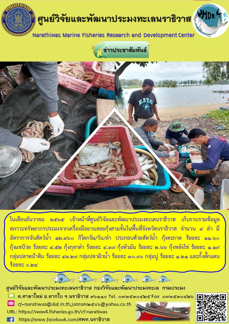 ในเดือนธันวาคม 2565 เจ้าหน้าที่ศูนย์วิจัยและพัฒนาประมงทะเลนราธิวาส เก็บรวบรวมข้อมูลสภาวะทรัพยากรประมงจากเครื่องมืออวนลอยกุ้งสามชั้นในพื้นที่จังหวัดนราธิวาส จำนวน 4 ลำ มีอัตราการจับสัตว์น้ำ 12.460 กิโลกรัม/วัน/ลำ ประกอบด้วยสัตว์น้ำ กุ้งตะกาด ร้อยละ 11.60 กุ้งแชบ๊วย ร้อยละ 4.52 กุ้งกุลาดำ ร้อยละ 4.39 กุ้งหัวมัน ร้อยละ 2.66 กุ้งรังไข่ ร้อยละ 1.19 กลุ่มปลาหน้าดิน ร้อยละ 43.29 กลุ่มปลาผิวน้ำ ร้อยละ 30.90 กลุ่มปู ร้อยละ 1.21 และกั้งตั๊กแตน ร้อยละ 0.24..คลิก