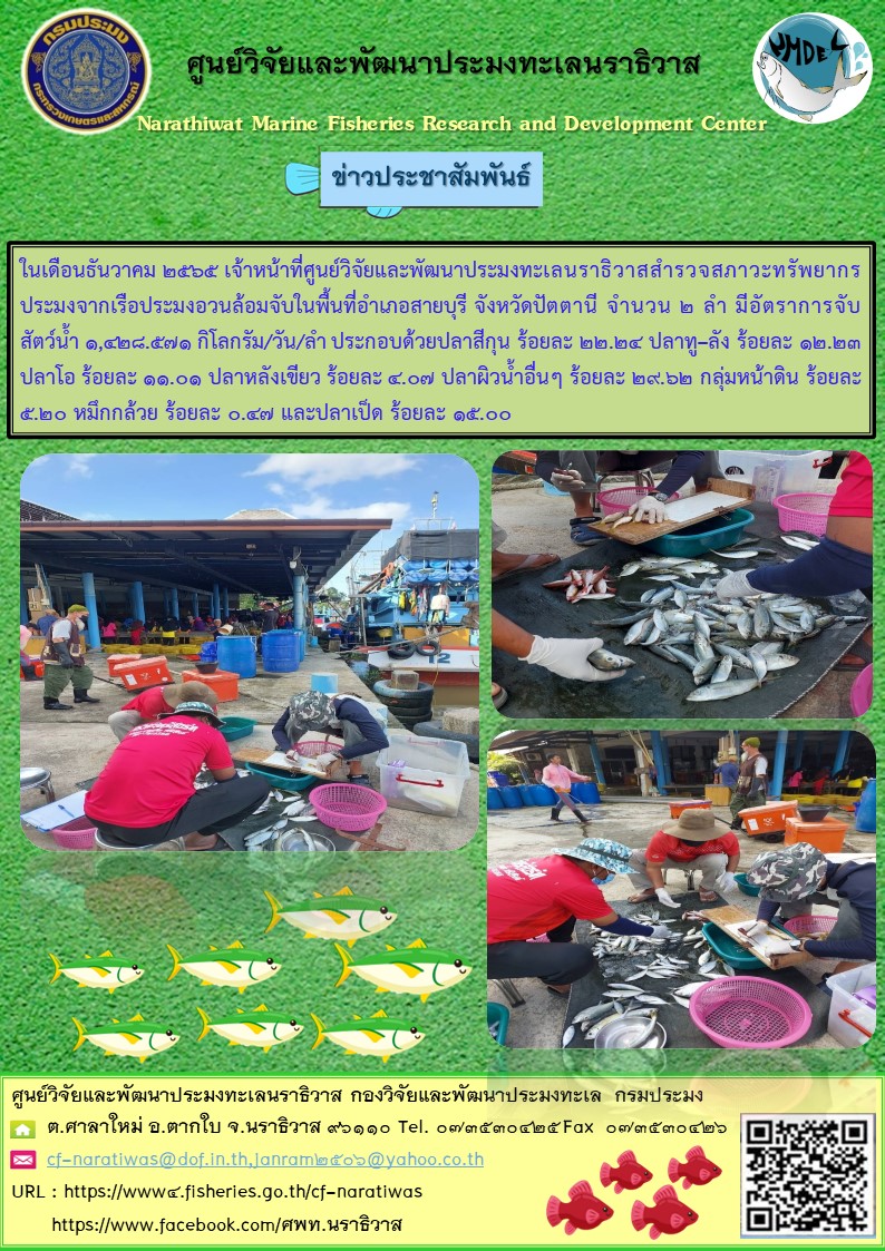 ในเดือนธันวาคม 2565 เจ้าหน้าที่ศูนย์วิจัยและพัฒนาประมงทะเลนราธิวาสสำรวจสภาวะทรัพยากรประมงจากเรือประมงอวนล้อมจับในพื้นที่อำเภอสายบุรี จังหวัดปัตตานี จำนวน 2 ลำ มีอัตราการจับสัตว์น้ำ 1,428.571 กิโลกรัม/วัน/ลำ ประกอบด้วยปลาสีกุน ร้อยละ 22.24 ปลาทู-ลัง ร้อยละ 12.23 ปลาโอ ร้อยละ 11.01 ปลาหลังเขียว ร้อยละ 4.07 ปลาผิวอื่นๆ ร้อยละ 29.62 กลุ่มหน้าดิน ร้อยละ 4.20 หมึกกล้วย ร้อยละ 0.47 และปลาเป็ด ร้อยละ 15.00..คลิก