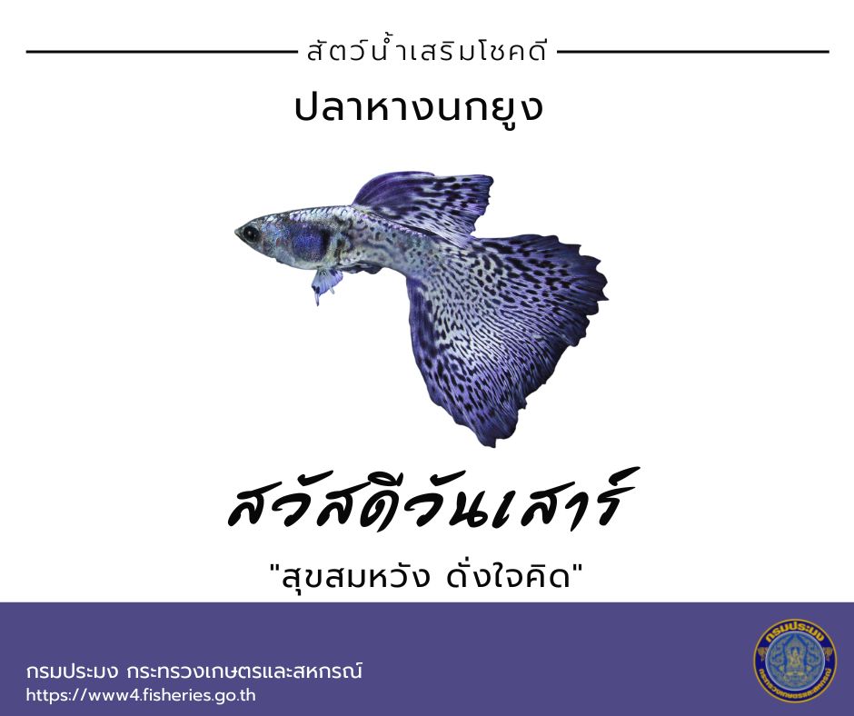 สัตว์น้ำเสริมโชคดี สุขตลอดปี สุขีตลอดไป จากใจกรมประมง