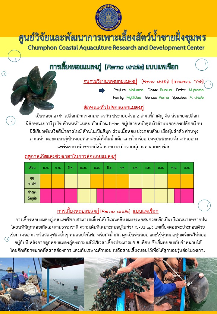 การเลี้ยงหอยแมลงภู่ แบบแพเชือก..คลิก