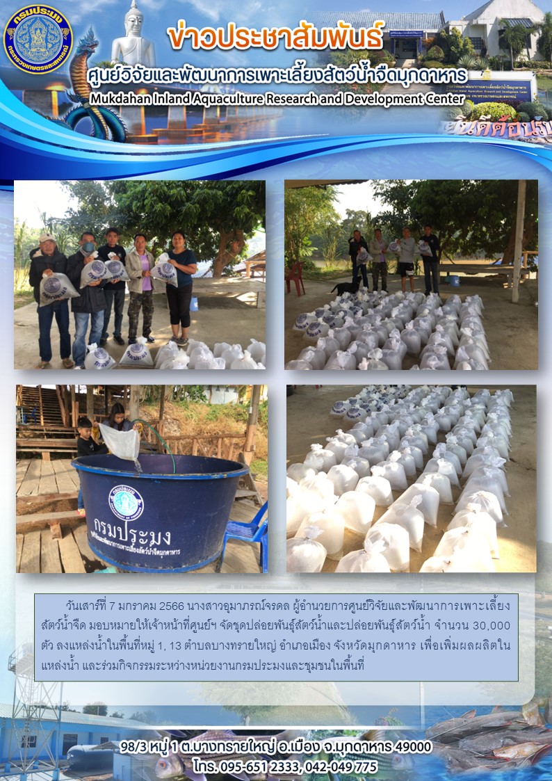 วันเสาร์ที่ 7 มกราคม 2566 นางสาวอุมาภรณ์จรดล ผู้อำนวยการศูนย์วิจัยและพัฒนาการเพาะเลี้ยงสัตว์น้ำจืด มอบหมายให้เจ้าหน้าที่ศูนย์ฯ จัดชุดปล่อยพันธุ์สัตว์น้ำและปล่อยพันธุ์สัตว์น้ำ จำนวน 30,000 ตัว ลงแหล่งน้ำในพื้นที่หมู่ 1, 13 ตำบลบางทรายใหญ่ อำเภอเมือง จังหวัดมุกดาหาร เพื่อเพิ่มผลผลิตในแหล่งน้ำ และร่วมกิจกรรมระหว่างหน่วยงานกรมประมงและชุมชนในพื้นที่..คลิก