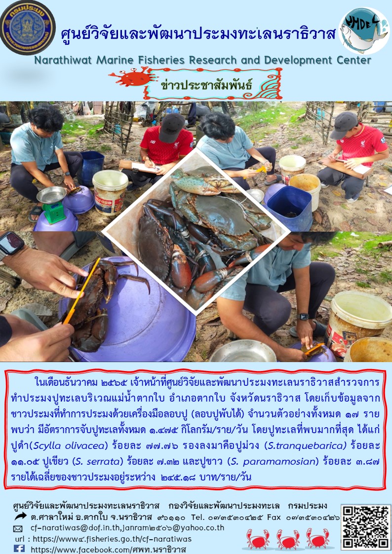 ในเดือนธันวาคม 2565 เจ้าหน้าที่ศูนย์วิจัยและพัฒนาประมงทะเลนราธิวาสสำรวจการทำประมงปูทะเลบริเวณแม่น้ำตากใบ ตำบลตากใบ จังหวัดนราธิวาส โดยเก็บข้อมูลจากชาวประมงที่ทำการประมงด้วยเครื่องมือลอบปู (ลอบปูพับได้) จำนวนตัวอย่างทั้งหมด 17 ราย พบว่า มีอัตราการจับปูทะเลทั้งหมด 1.475 กิโลกรัม/ราย/วัน โดยปูทะเลที่พบมากที่สุด ได้แก่ปูดำ (Scylla olivacea) ร้อยละ 77.76 รองลงมาคือปูม่วง (S.tranquebarica) ร้อยละ 11.05 ปูเขียว (S. serrata) ร้อยละ 7.32 และปูขาว (S. paramamosian) ร้อยละ 3.87 รายได้เฉลี่ยของชาวประมงอยู่ระหว่าง 245.18 บาท/ราย/วัน..คลิก