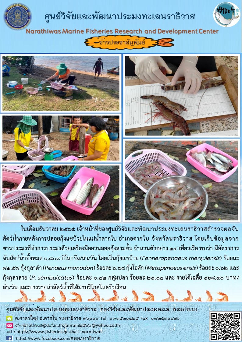 ในเดือนธันวาคม 2565 เจ้าหน้าที่ของศูนย์วิจัยและพัฒนาประมงทะเลนราธิวาสสำรวจผลจับสัตว์น้ำภายหลังการปล่อยกุ้งแชบ๊วยในแม่น้ำตากใบ อำเภอตากใบ จังหวัดนราธิวาส โดยเก็บข้อมูลจากชาวประมงที่ทำการประมงด้วยเครื่องมืออวนลอยกุ้งสามชั้น จำนวนตัวอย่าง 34 เที่ยวเรือ พบว่า มีอัตราการจับสัตว์น้ำทั้งหมด 0.809 กิโลกรัม/ลำ/วัน โดยเป้นกุ้งแชบ๊วย (Fenneropenaeus merguiensis) ร้อยละ 71.57 กุ้งกุลาดำ (Penaeus monodon) ร้อยละ 6.68 กุ้งโอคัก (Metapenaeu sensis) ร้อยละ 0.62 และ กุ้งกุลาลาย (P. semisulcatus) ร้อยละ 0.12 กลุ่มปลา ร้อยละ 21.01 และ รายได้เฉลี่ย 168.40 บาท/ลำ/วัน และบางรายนำสัตว์น้ำที่ได้มาบริโภคในครัวเรือน..คลิก