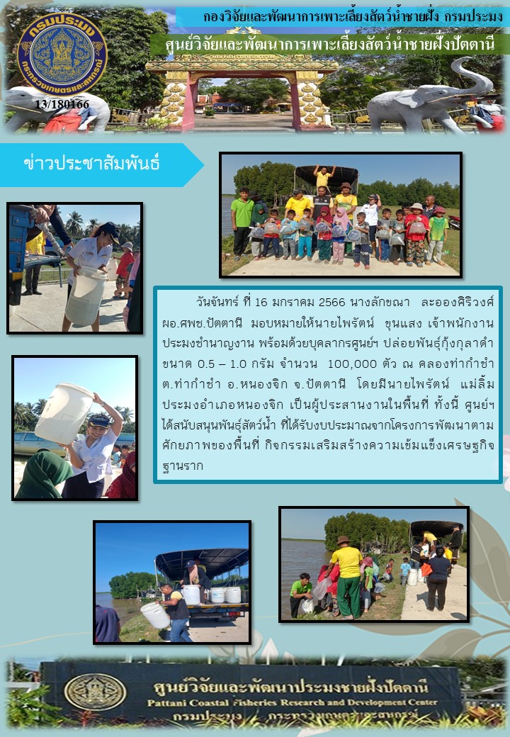 กิจกรรมปล่อยพันธุ์กุ้งกุลาดำ จำนวน 300,000 ตัว บริเวณคลองท่ากำชำ อ.หนองจิก และ คลองชลประทานแฆแฆ อ.ปานาเระ จ.ปัตตานี..คลิก