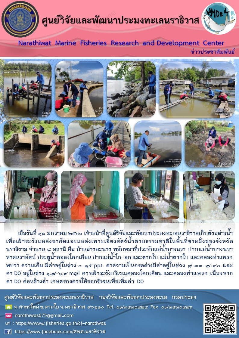 เมื่อวันที่ 11 มกราคม 2566 เจ้าหน้าที่ศูนย์วิจัยและพัฒนาประมงทะเลนราธิวาสเก็บตัวอย่างน้ำเพื่อเฝ้าระวังแหล่งอาศัยและแหล่งเพาะเลี้ยงสัตว์น้ำตามธรรมชาติในพื้นที่ชายฝั่งของจังหวัดนราธิวาส จำนวน 8 สถานี คือ บ้านอ่าวมะนาว พลับพลาที่ประทับแม่น้ำบางนรา ปากแม่น้ำบางนรา หาดนราทัศน์ ประตูน้ำคลองโคกเคียน ปากแม่น้ำโก-ลก และตากใบ แม่น้ำตากใบ และคลองท่าแพรก พบว่า ความเค็มมีค่าอยู่ในช่วง 0-15 ppt ความเป็นกรดด่างมีค่าอยู่ในช่วง 7.33-7.90 และ ค่า DO อยู่ในช่วง 1.7-6.9 mg/l ควรเฝ้าระวังบริเวณคลองโคกเคียน และคลองท่าแพรก เนื่องจาก ค่า DO ค่อนข้างต่ำ เกษตรกรควรให้ออกซิเจนเพื่อเพิ่มค่า DO..คลิก